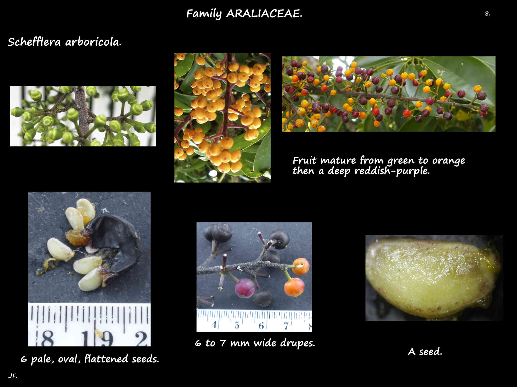 8 The drupes & seeds of Schefflera arboricola