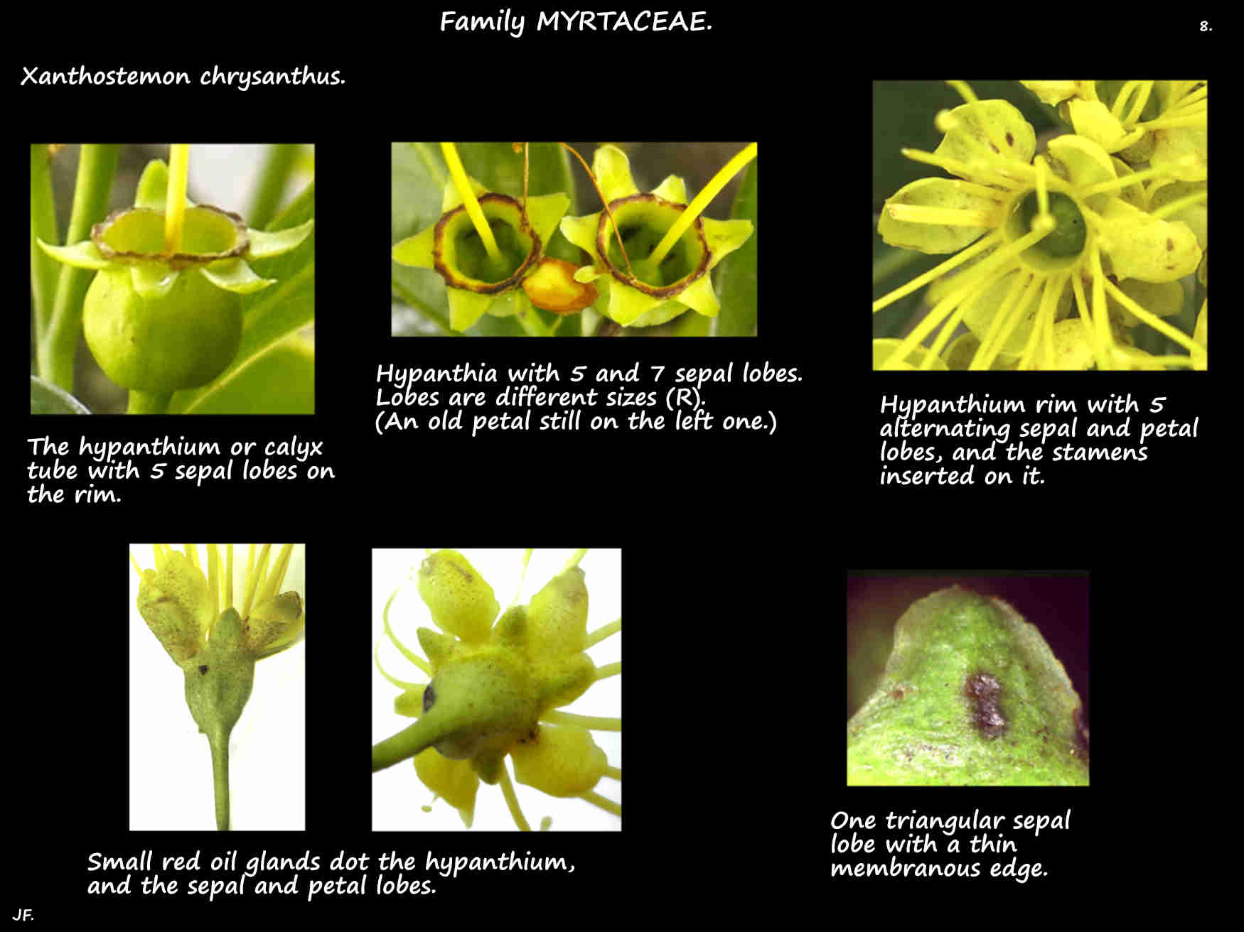 8 The hypanthium of Golden Penda flowers