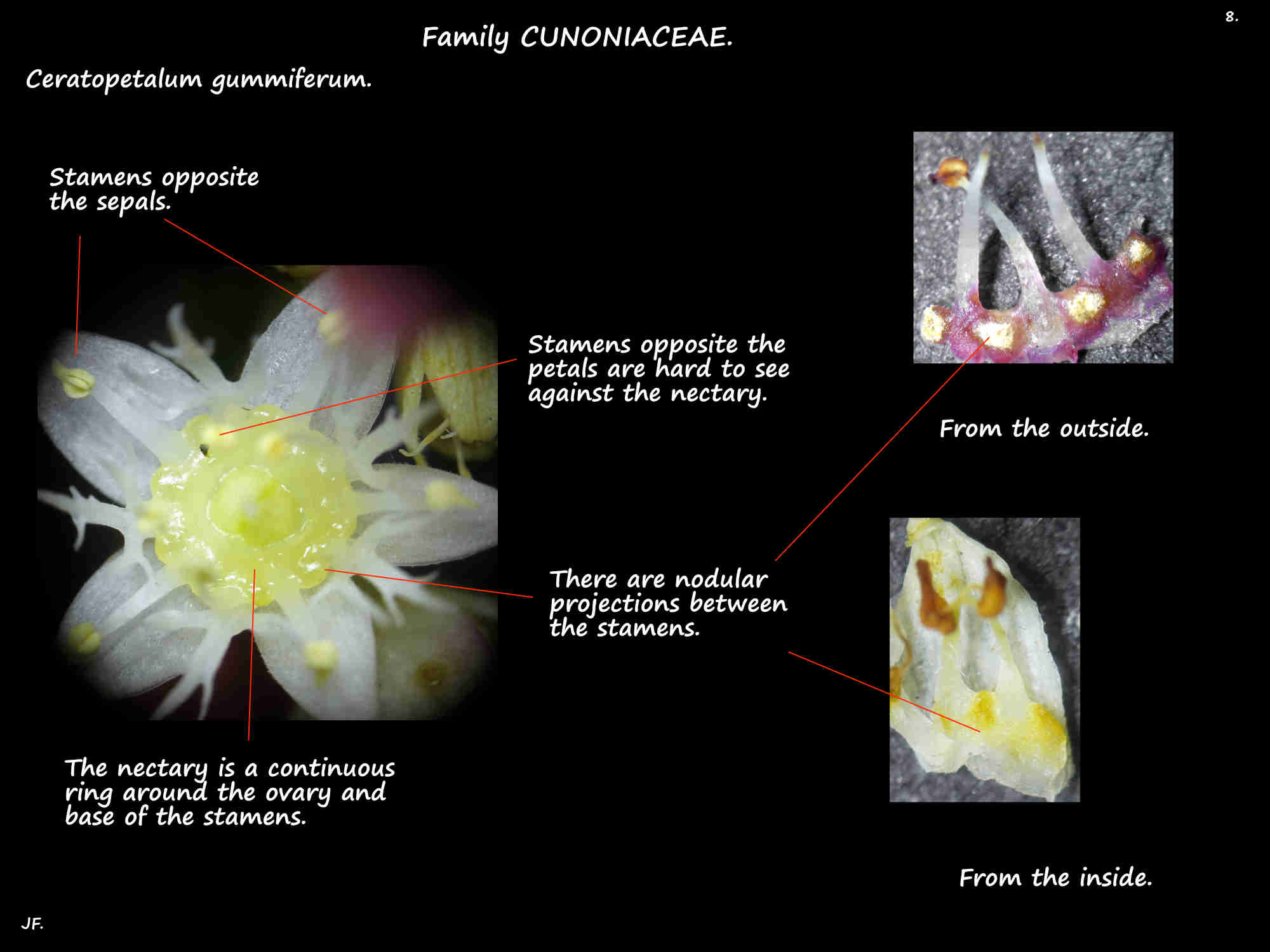8 The nectary of Ceratopetalum gummiferum flowers