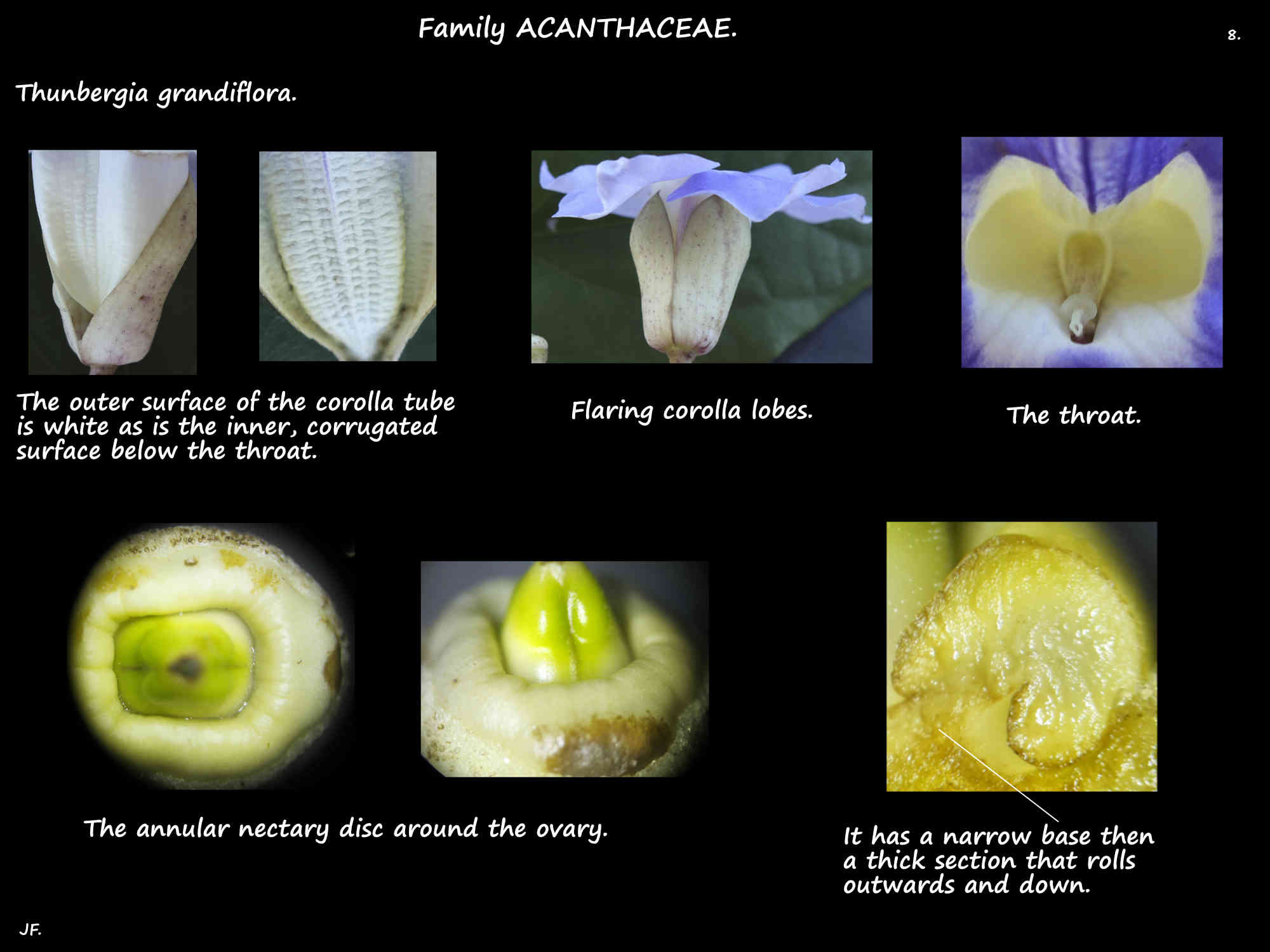 8 The nectary of Thunbergia grandiflora flowers
