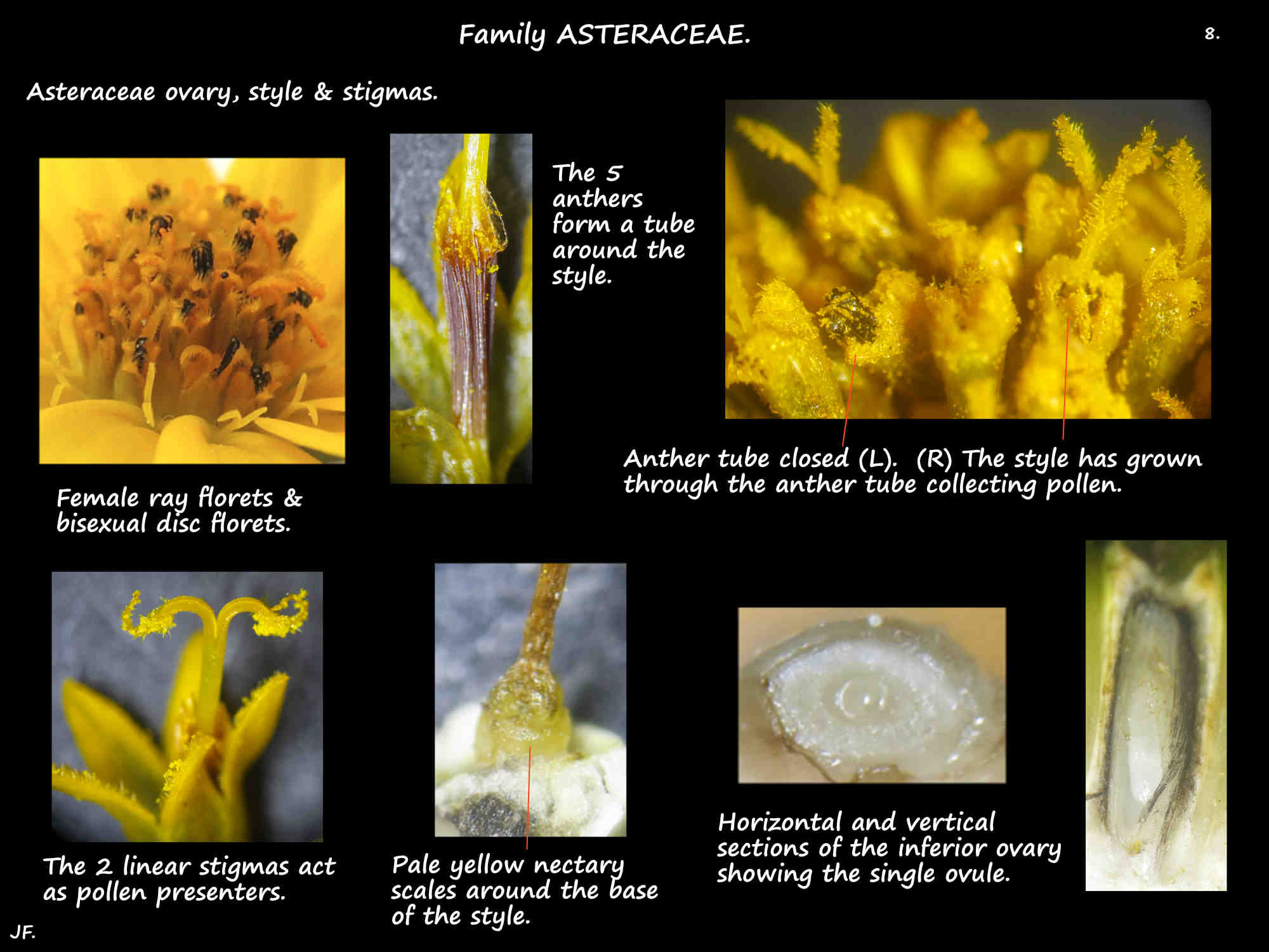 8 The stamens, ovary, style & stigmas in Asteraceae florets