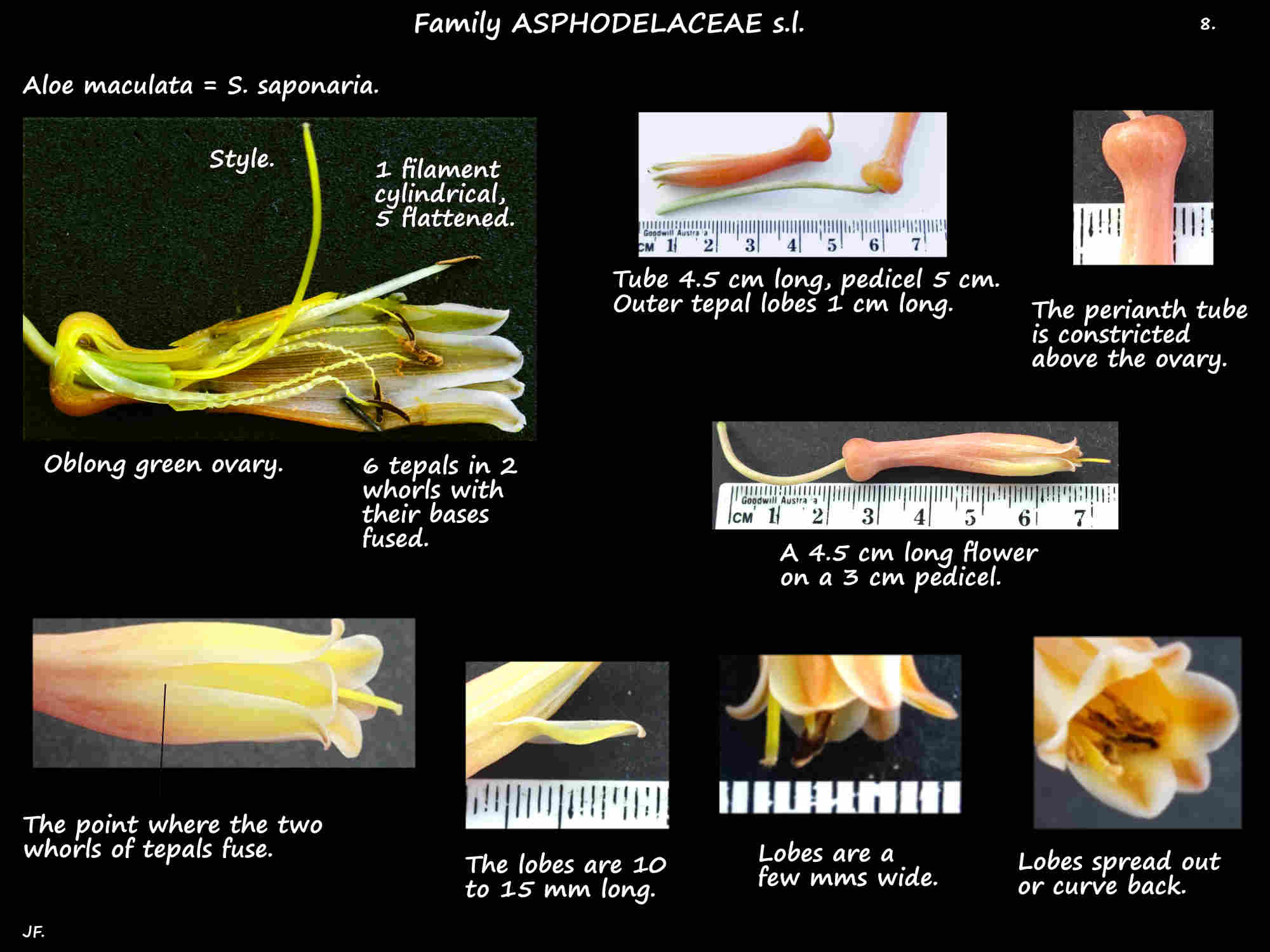 8 The tepals of Aloe maculata flowers