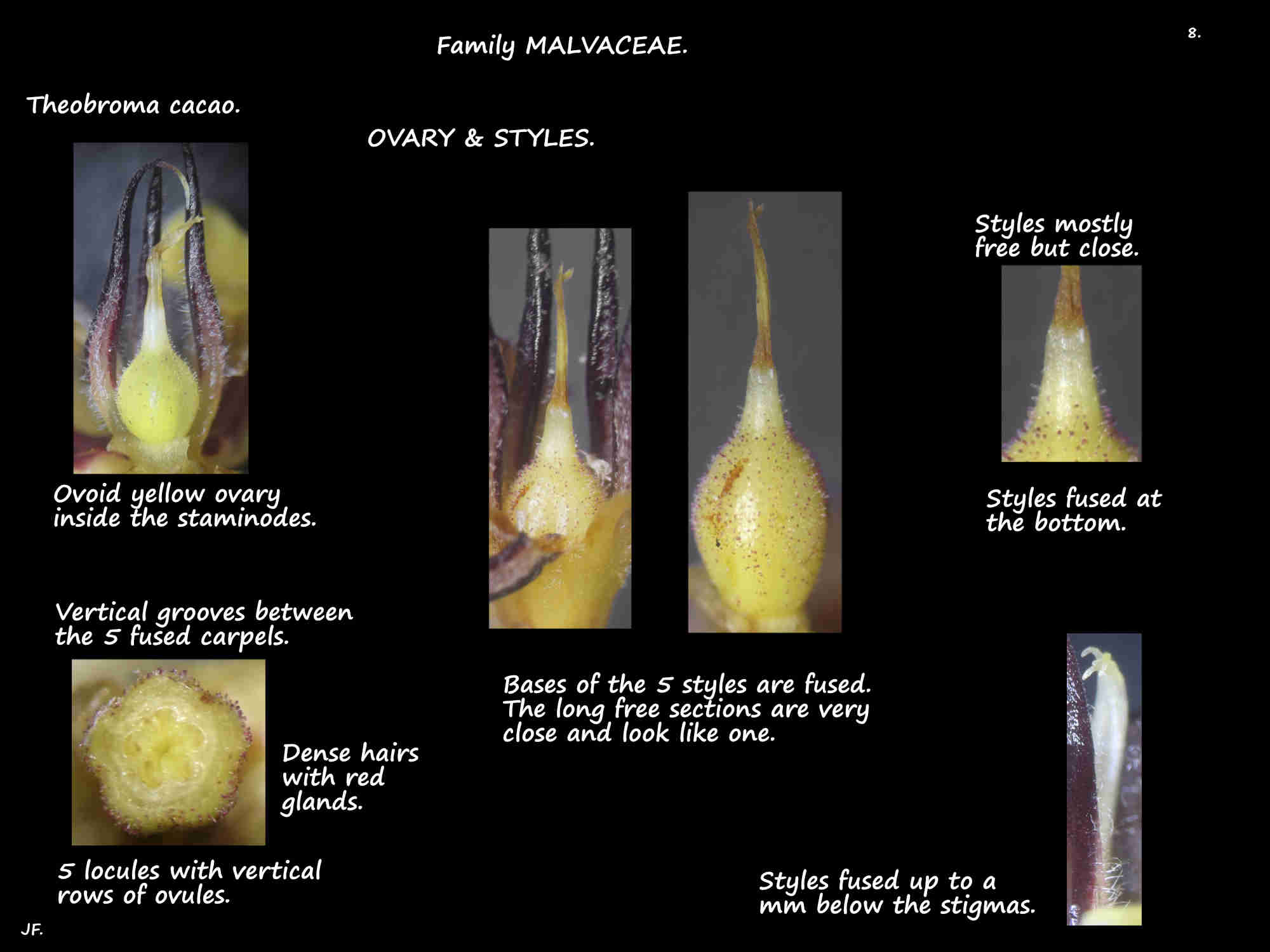8 Theobroma cacao ovary & styles