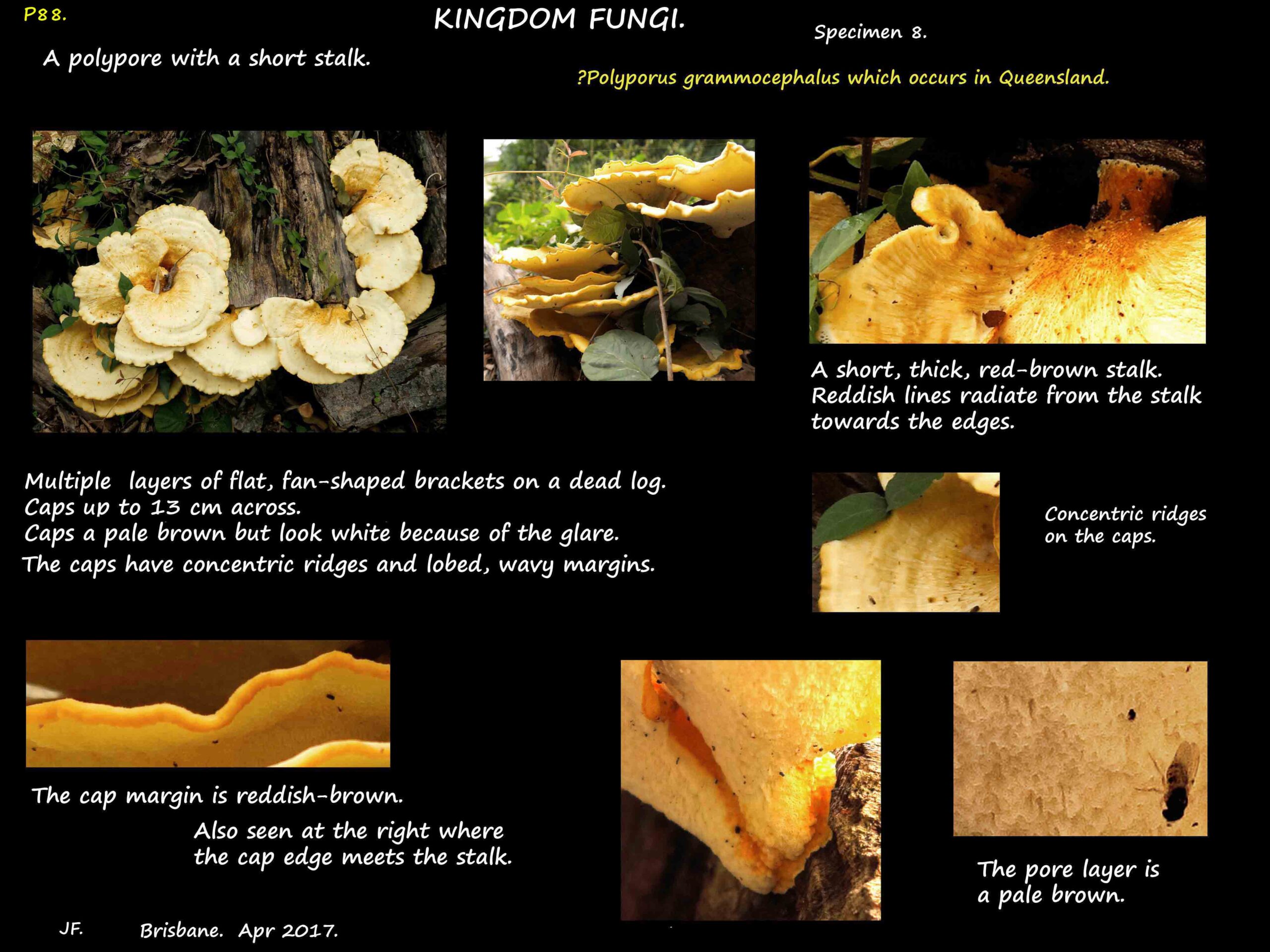 8 Tiers of a Polypore