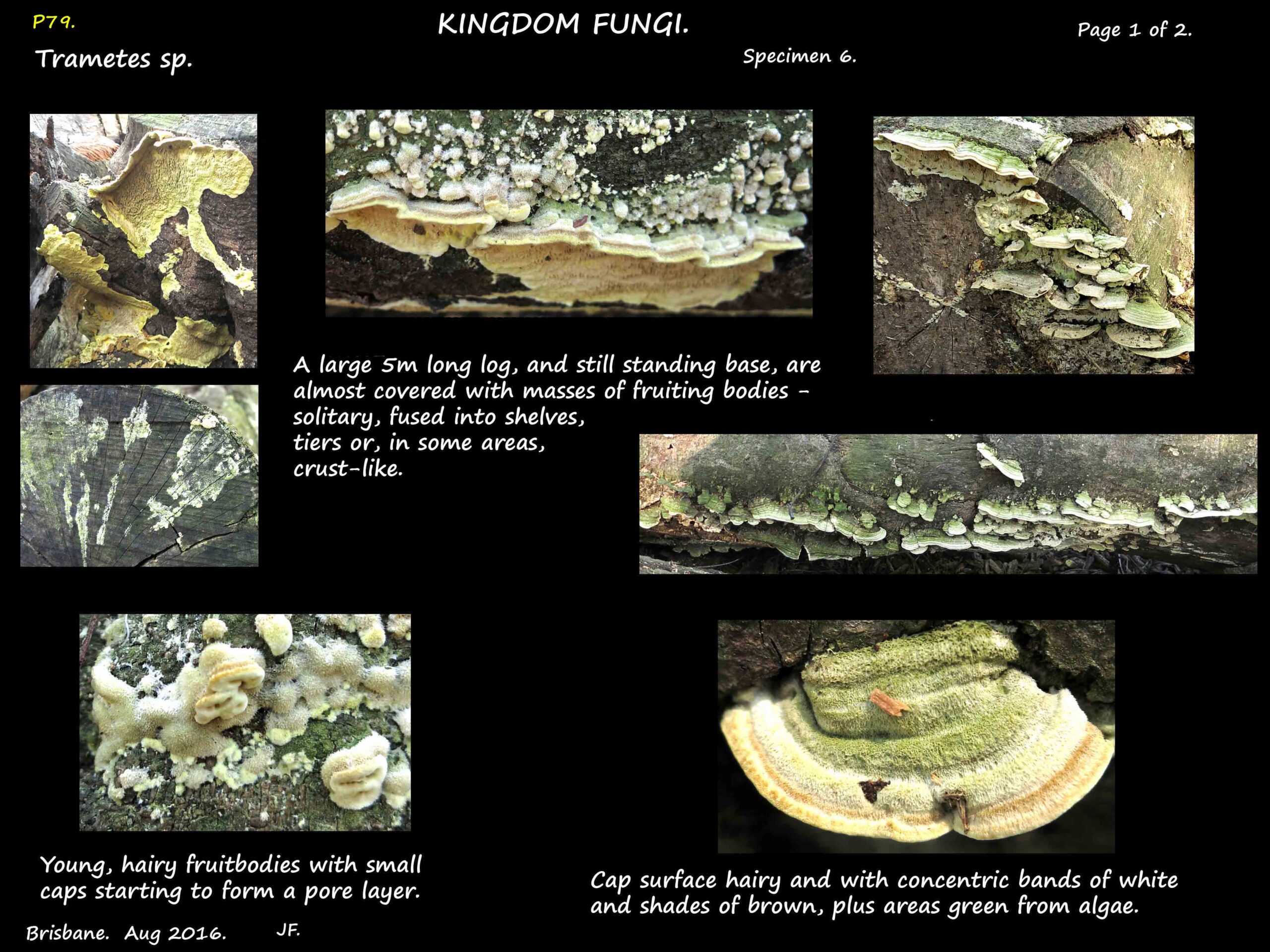 7a Solitary, tiered and crust-like Trametes on all surfaces of a log