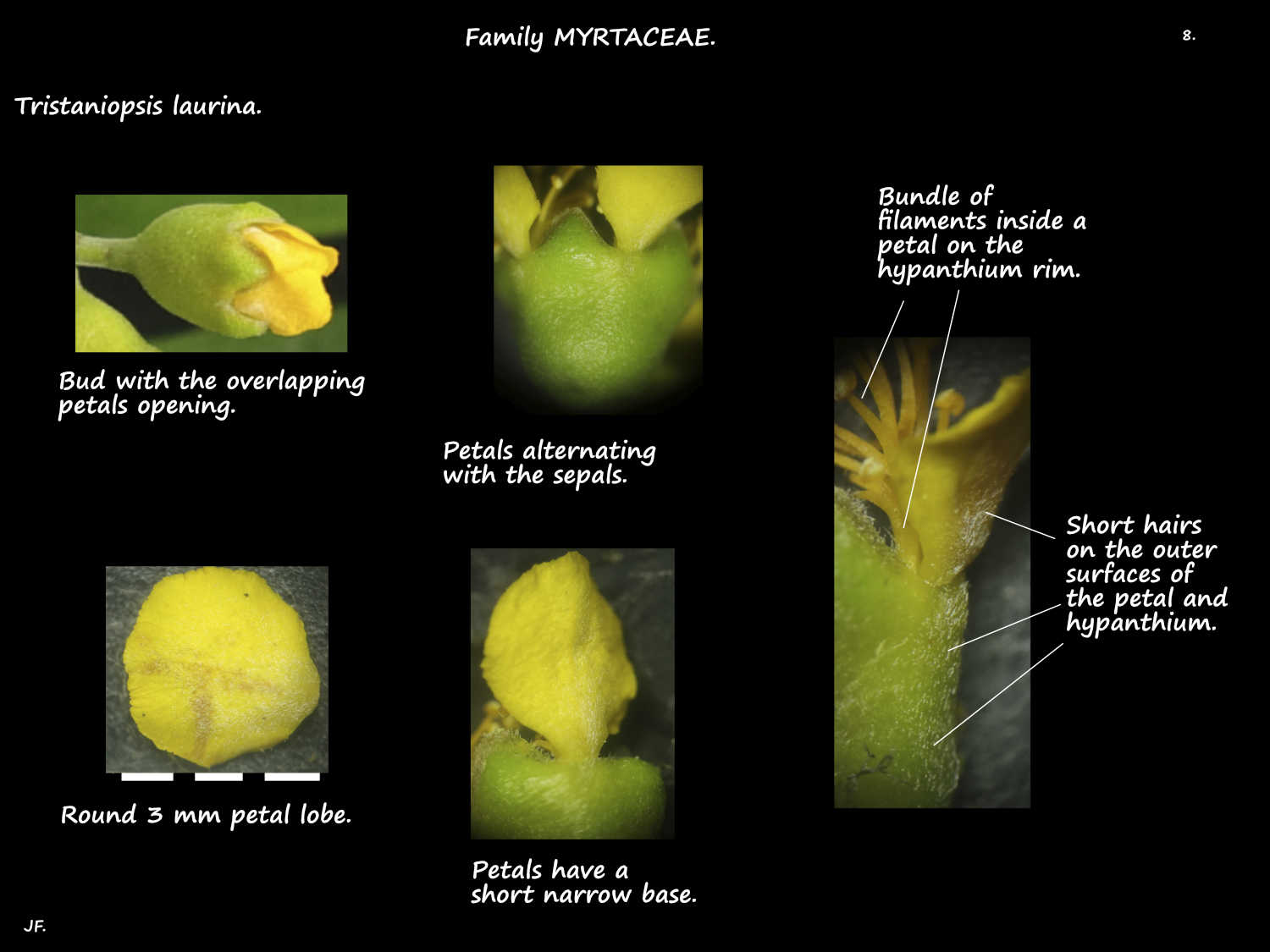 8 Tristaniopsis laurina petals