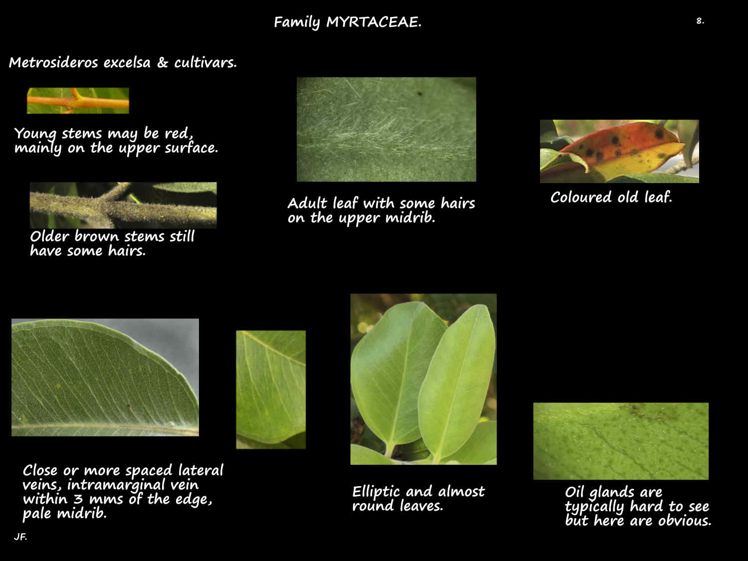 8 Veins & oil glands in Metrosideros leaves