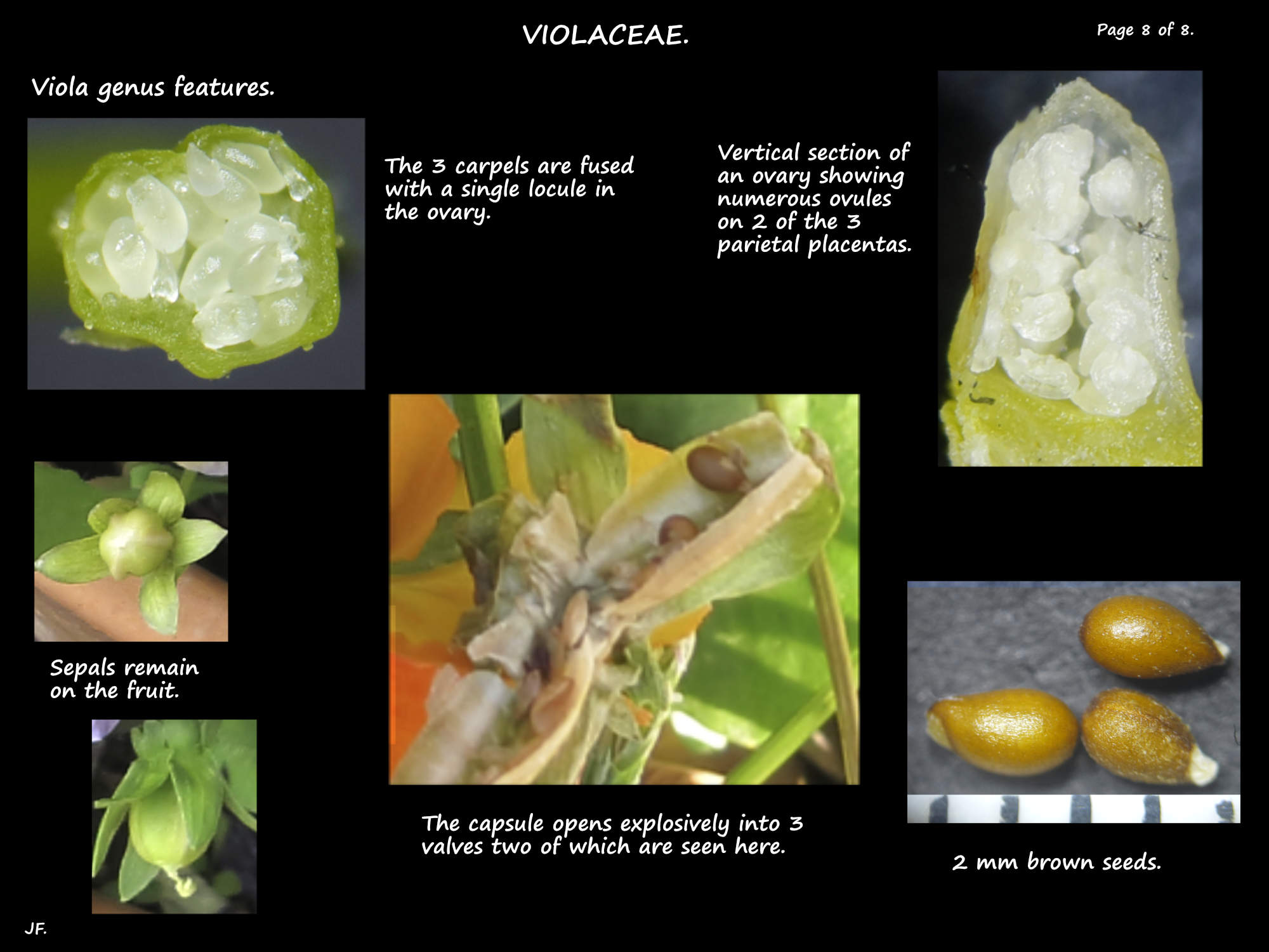 8 Viola ovules, capsules & seeds