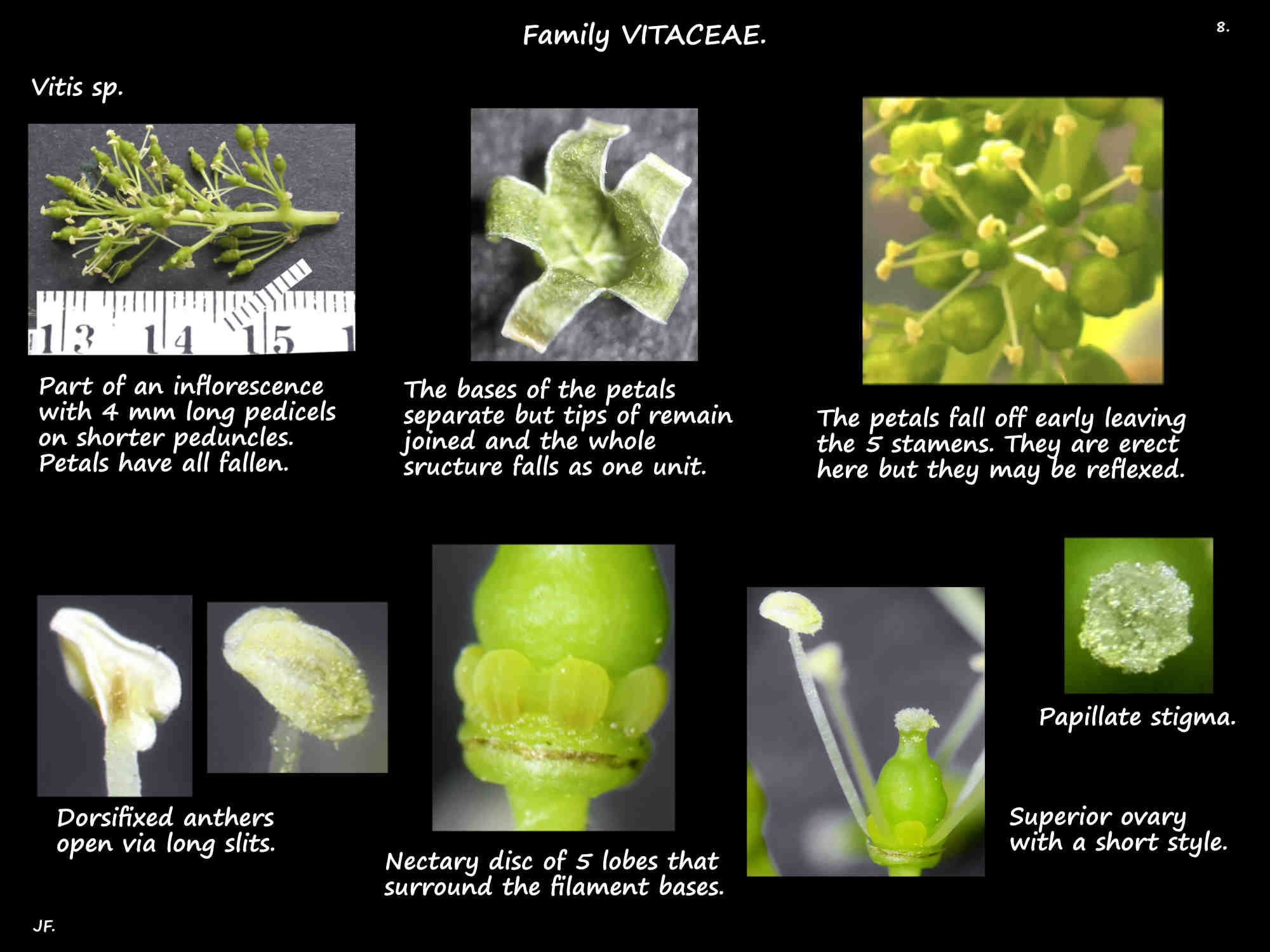 8 Vitis flowers, stamens, ovary & nectaries