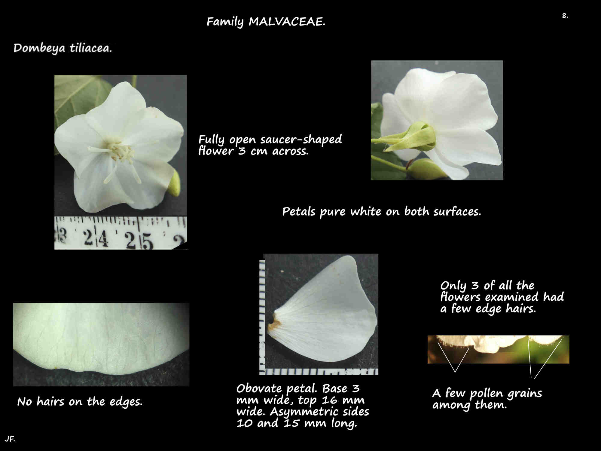 8 White Dombeya tiliacea petals
