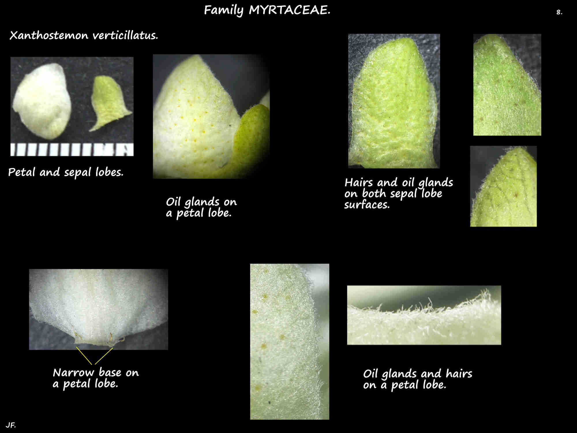 8 Xanthostemon verticillatus sepals & petals