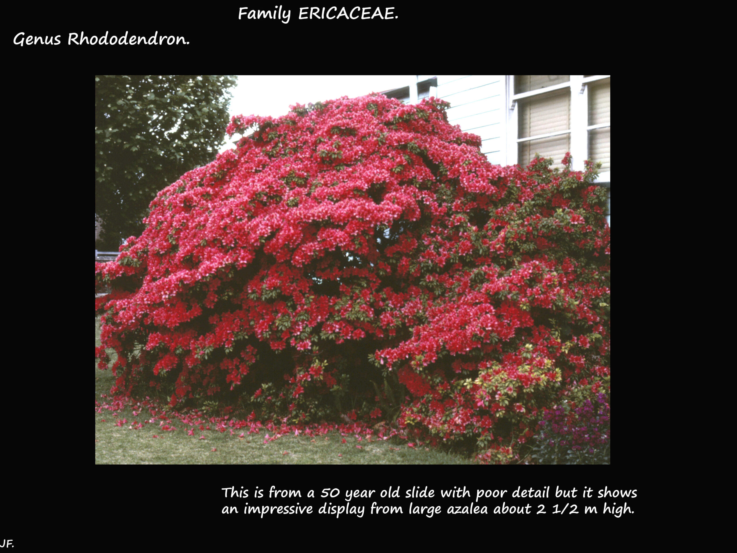 9 A huge red azalea shrub