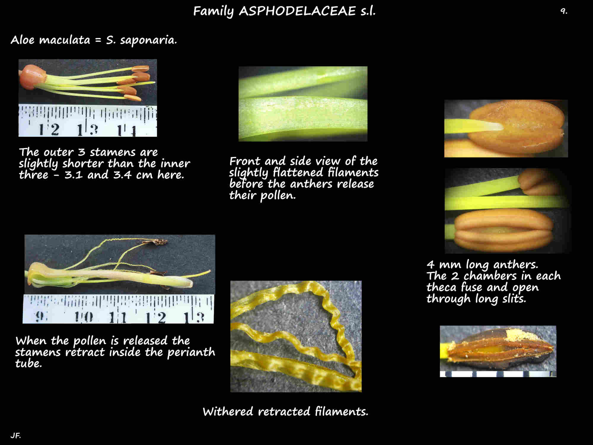 9 Aloe maculata stamens