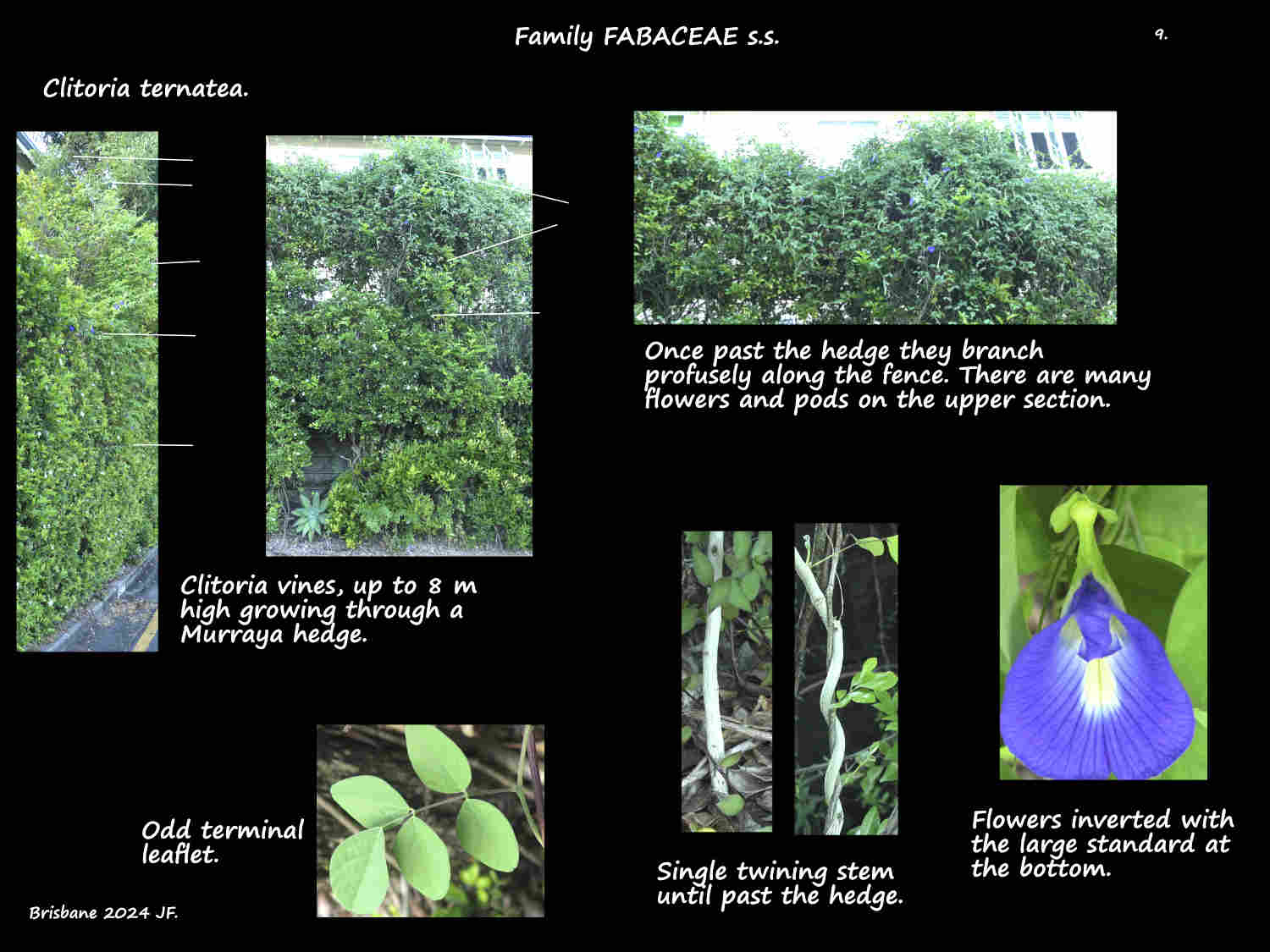 9 An 8 m high Clitoria vine