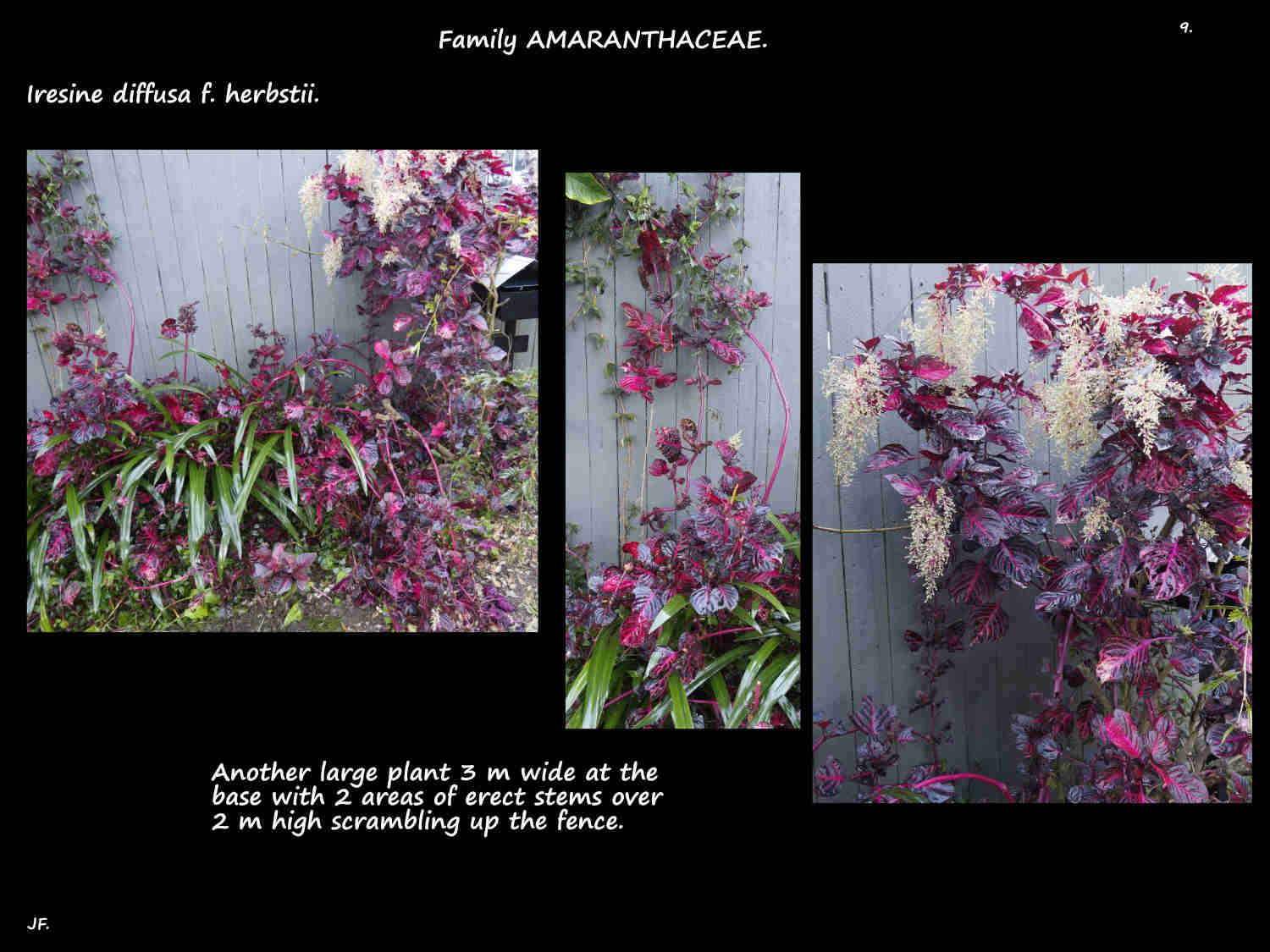9 Another large Iresine plant