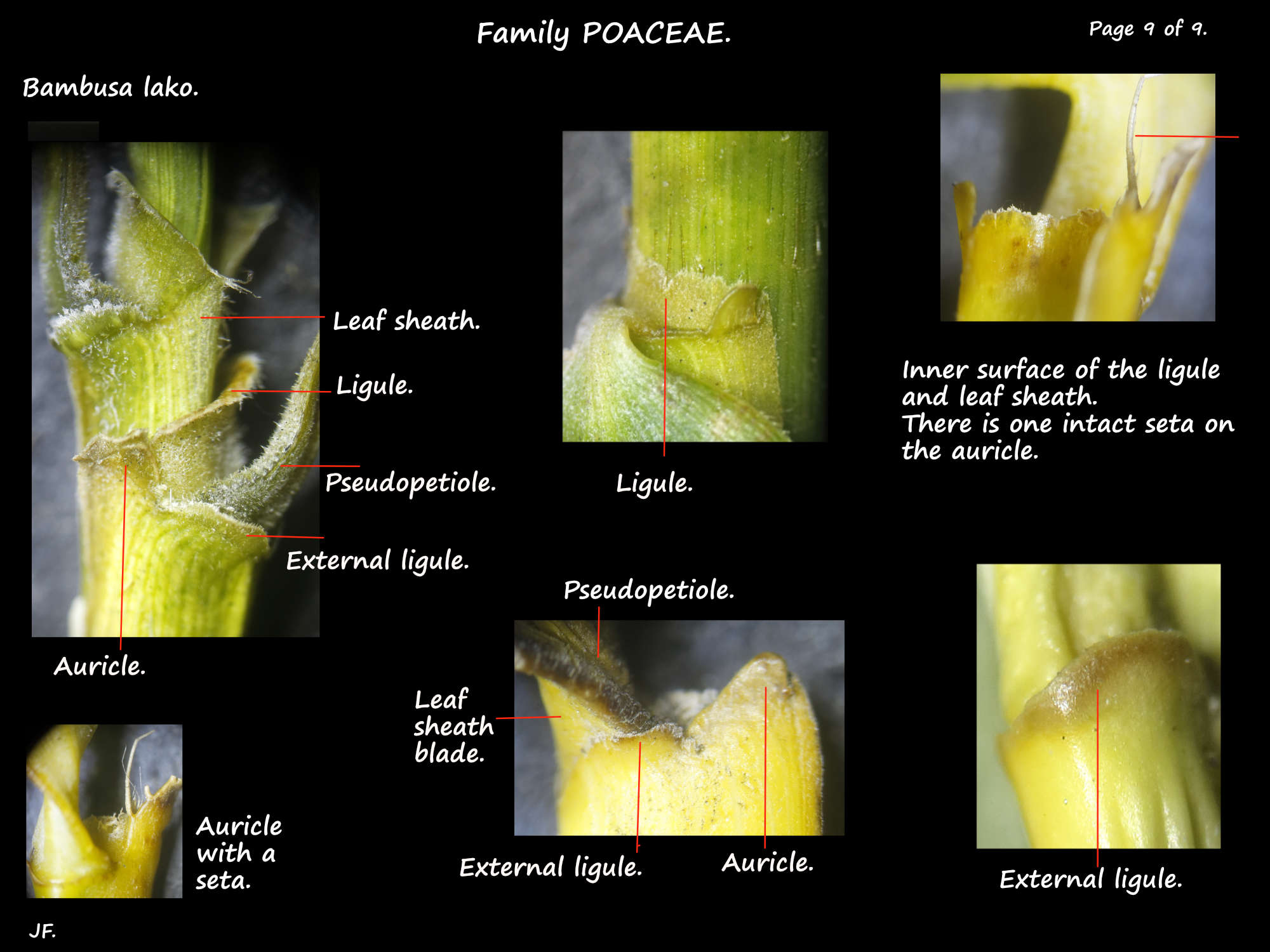 9 Bambusa lako leaf sheath ligule, auricle & external ligule