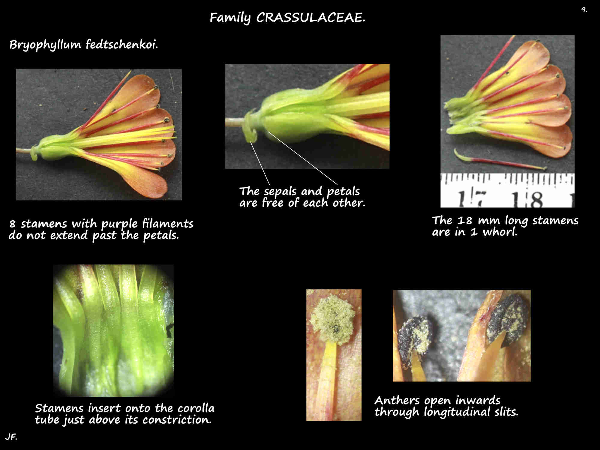 9 Bryophyllum fedtschenkoi stamens