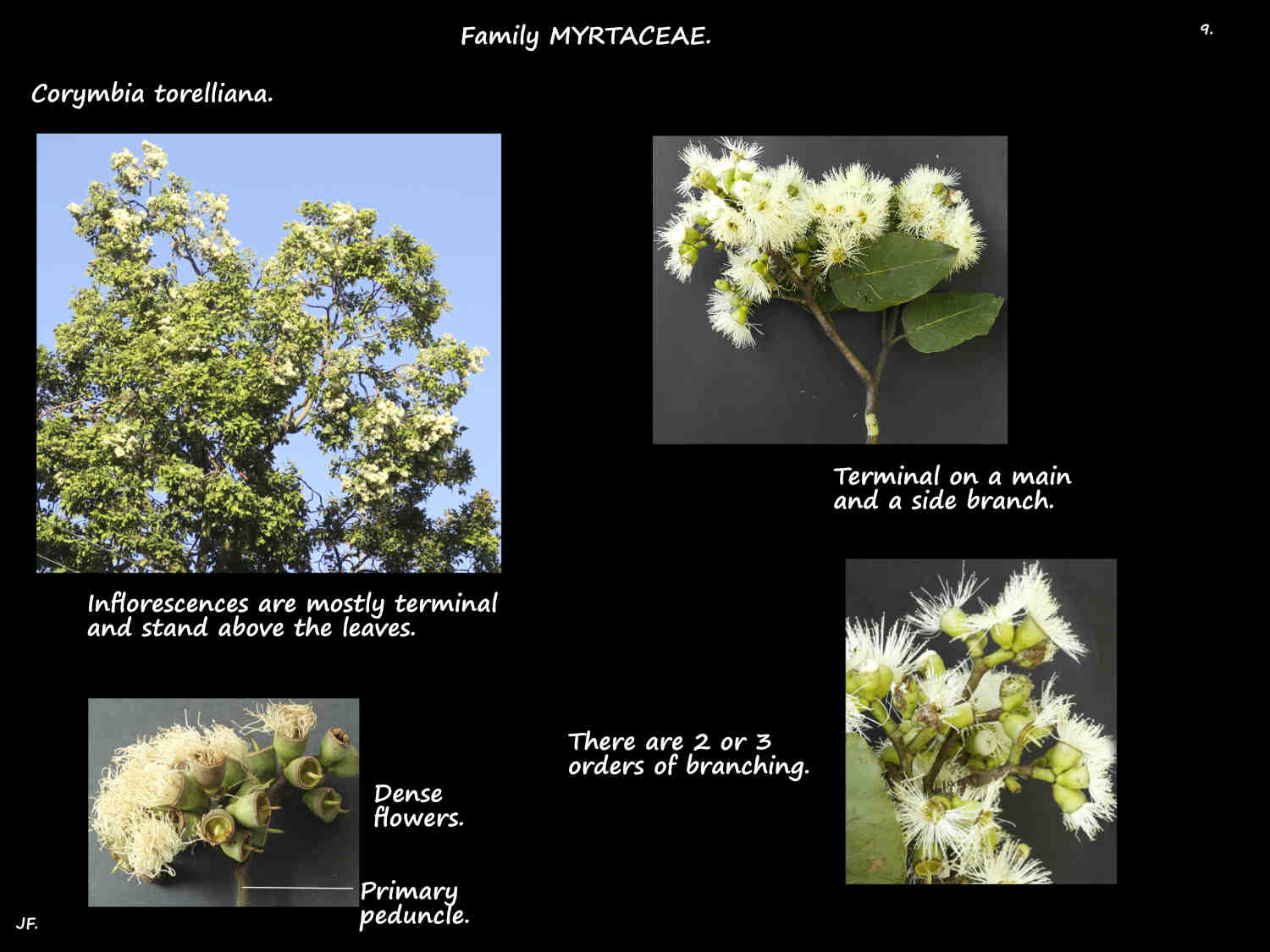 9 Cadaghi tree in flower