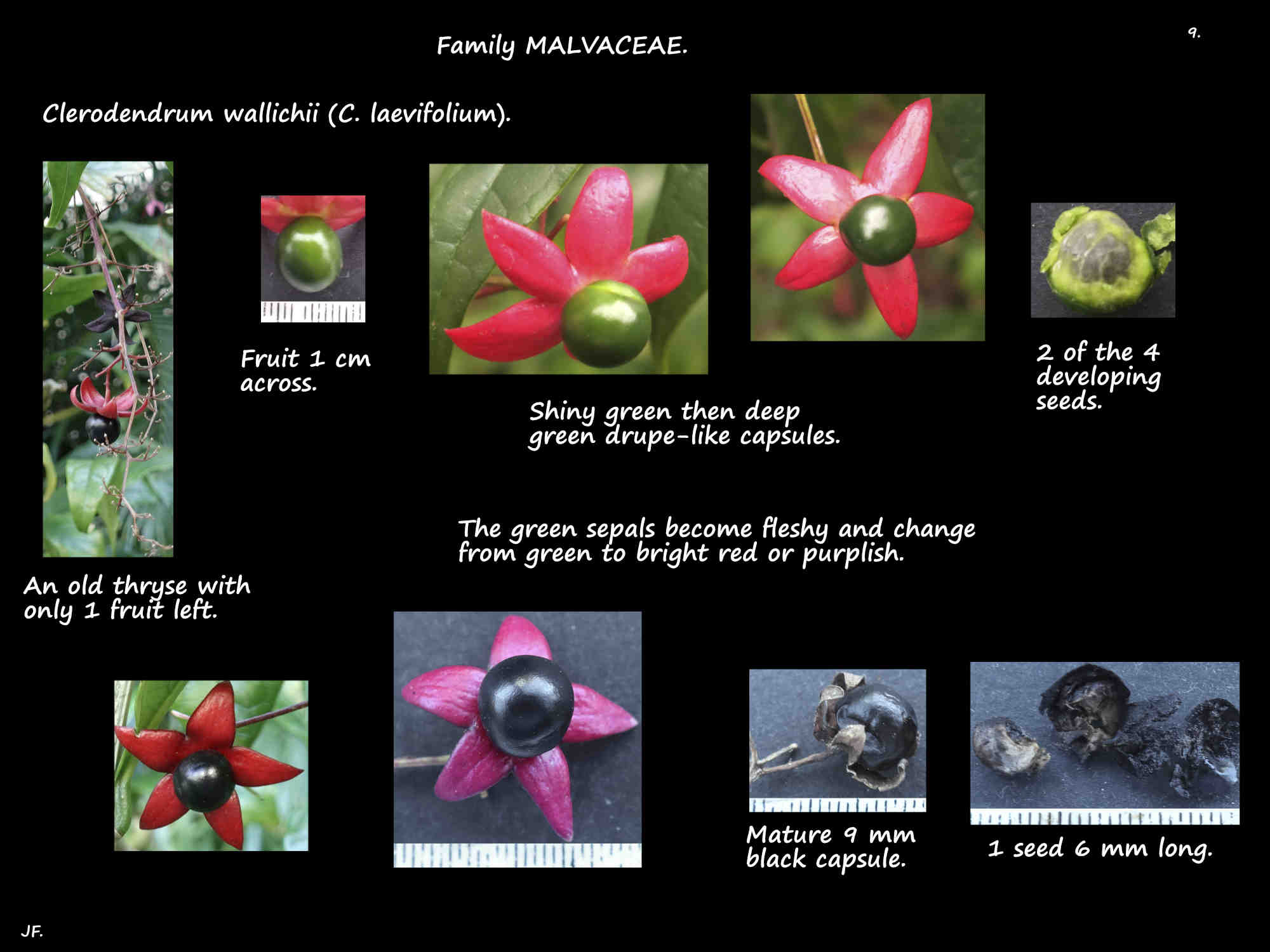 9 Clerodendrum wallichii fruit & seeds