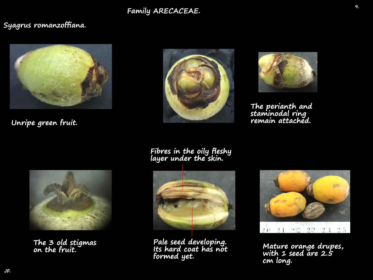 9 Cosos palm drupes