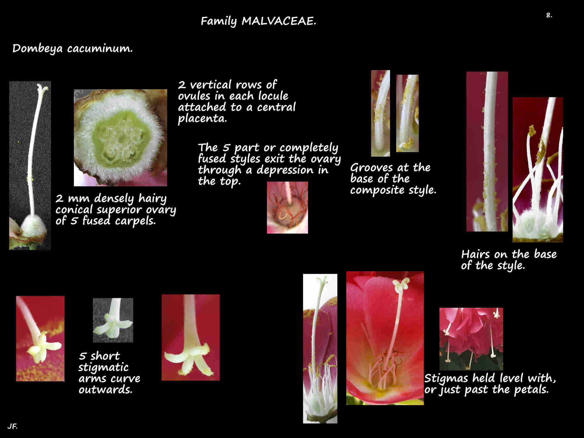 9 Dombeya cacuminum ovary, styles & stigmas