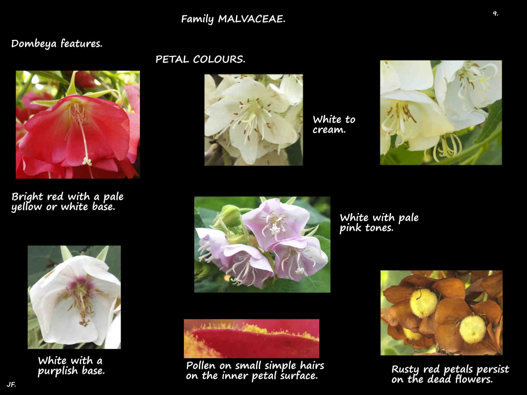 9 Dombeya flower colours