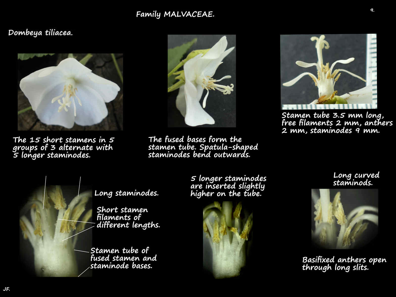 9 Dombeya tiliacea stamens & staminodes