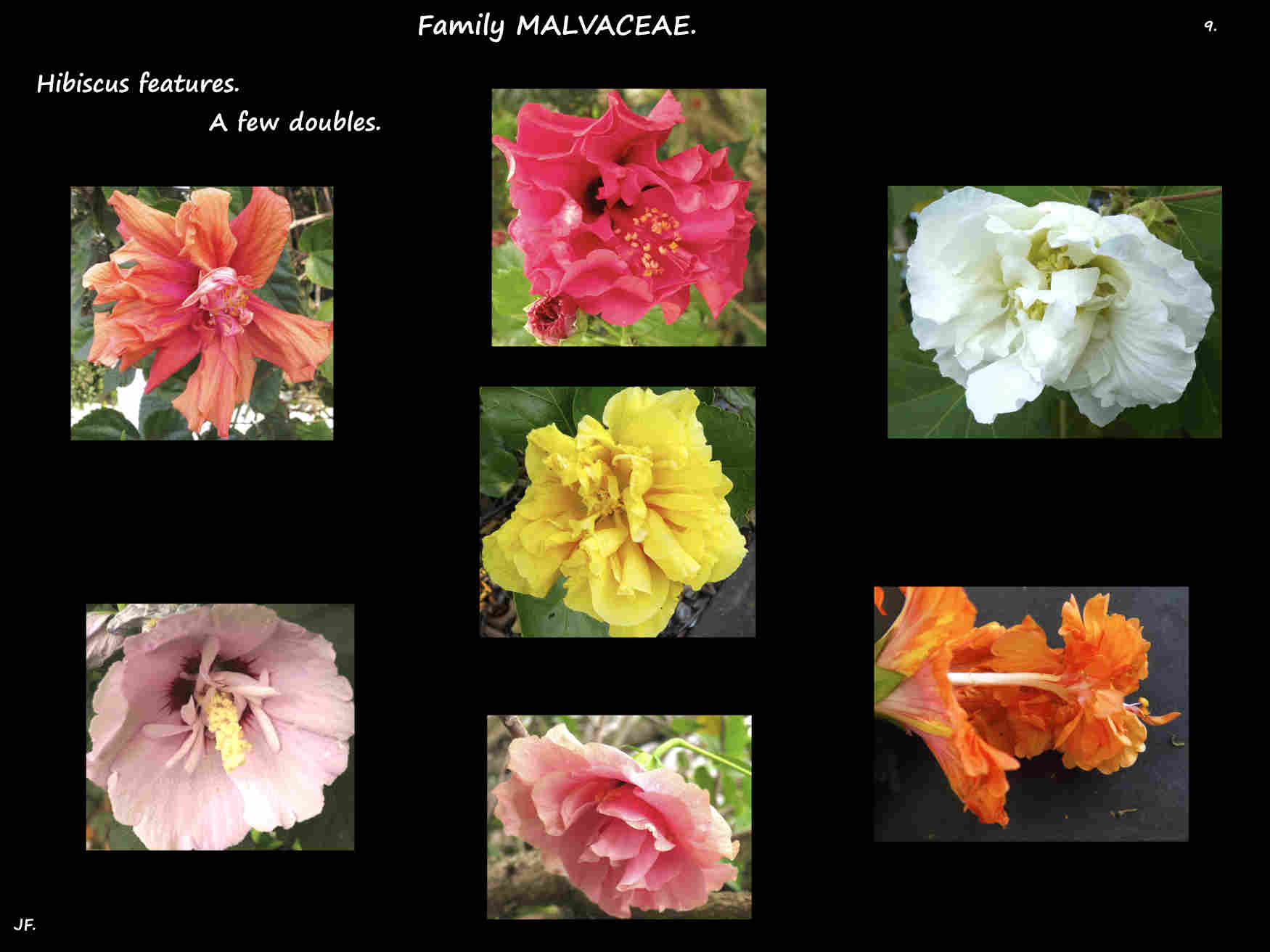 9 Double Hibiscus flowers