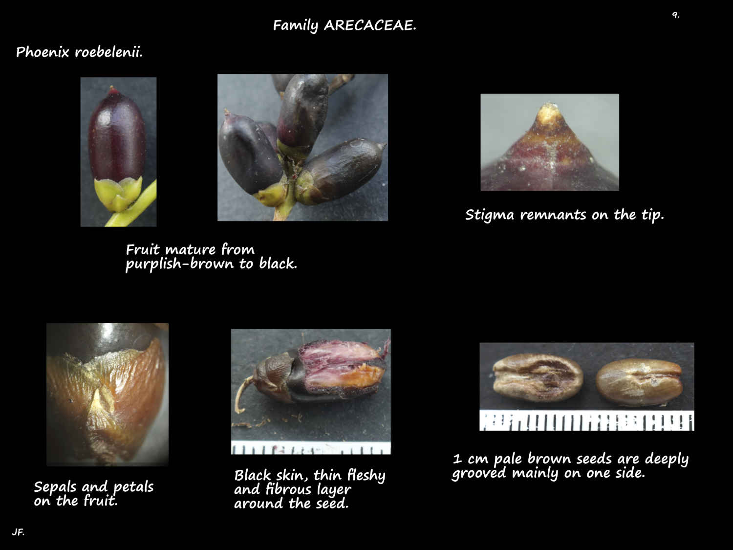 9 Dwarf date palm fruit & seeds