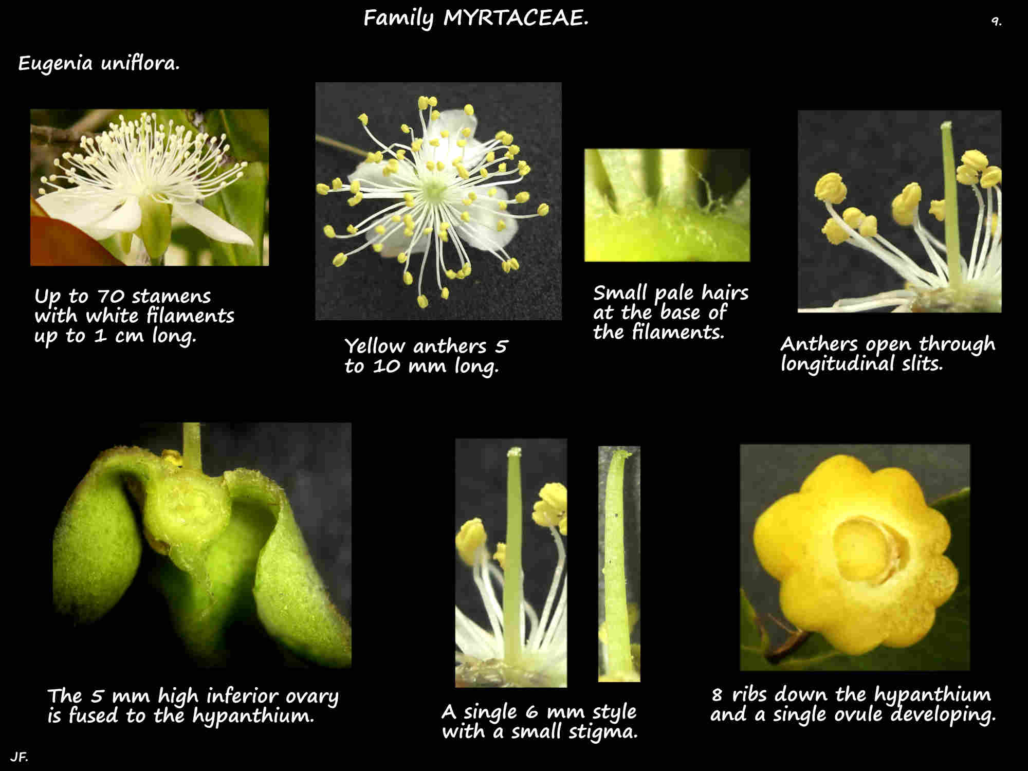 9 Eugenia uniflora stamens & ovary