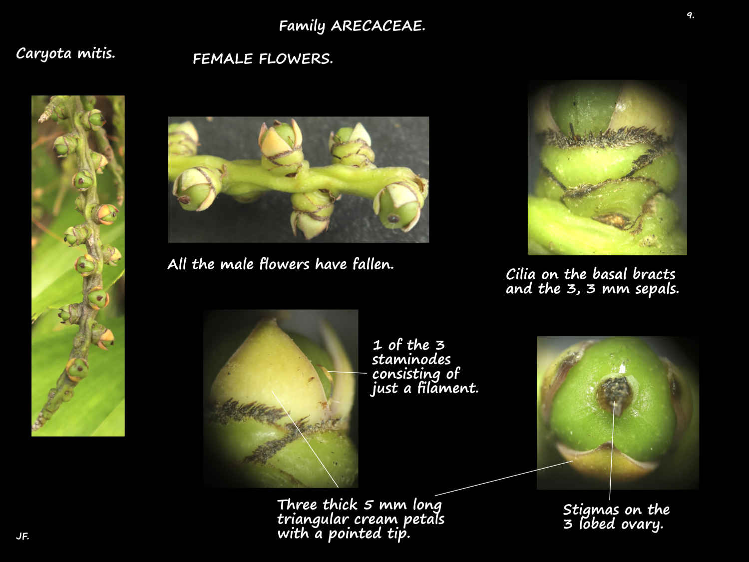 9 Female Caryota mitis flowers