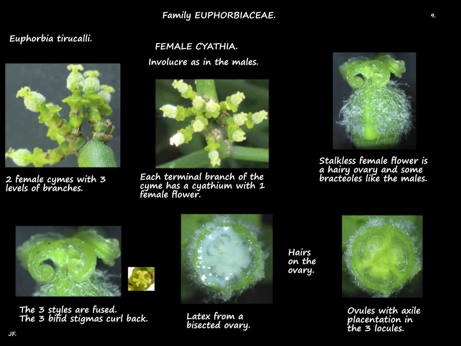 9 Female Euphorbia tirucalli flowers
