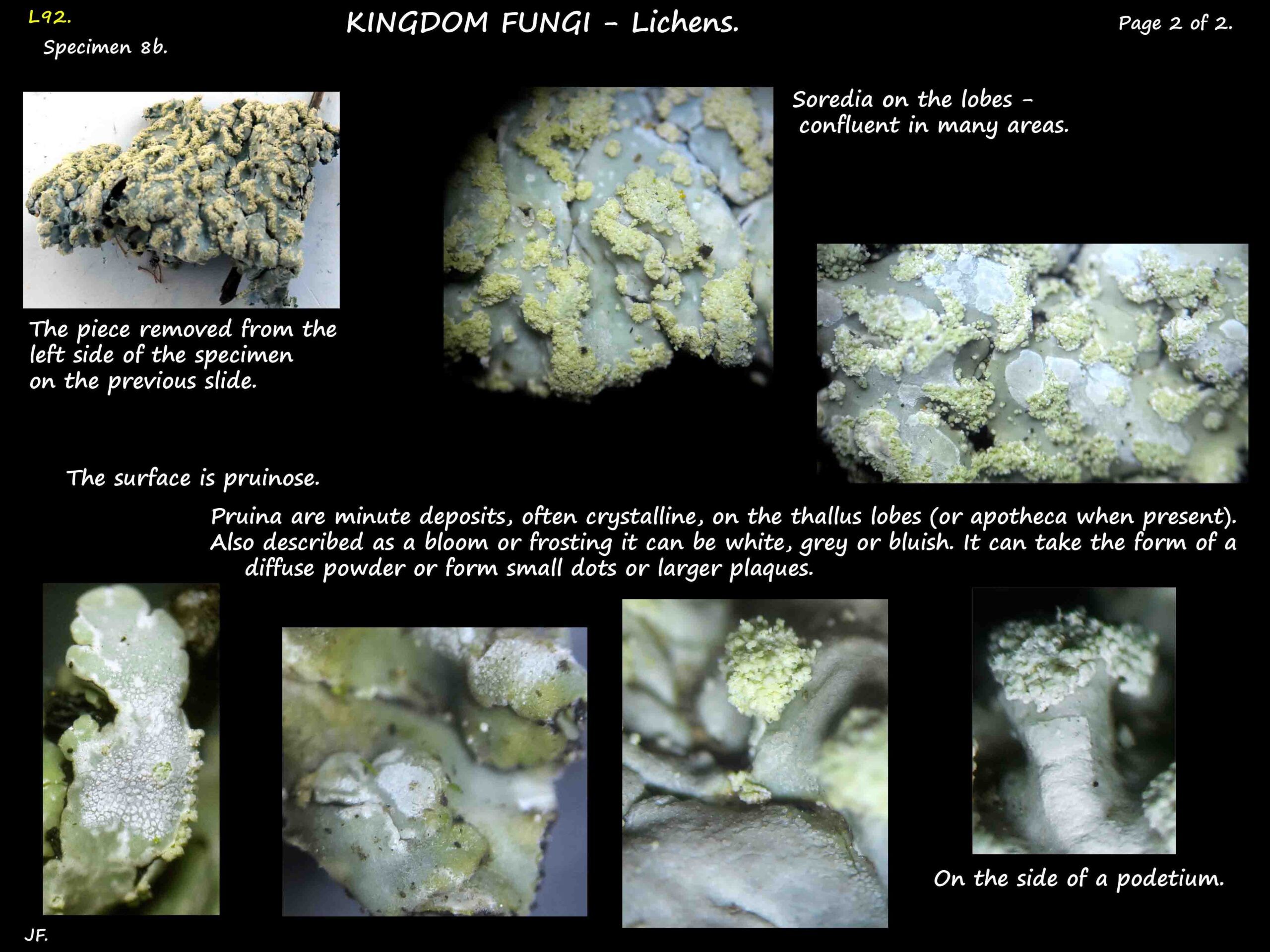 9 Foliose lichen 8b