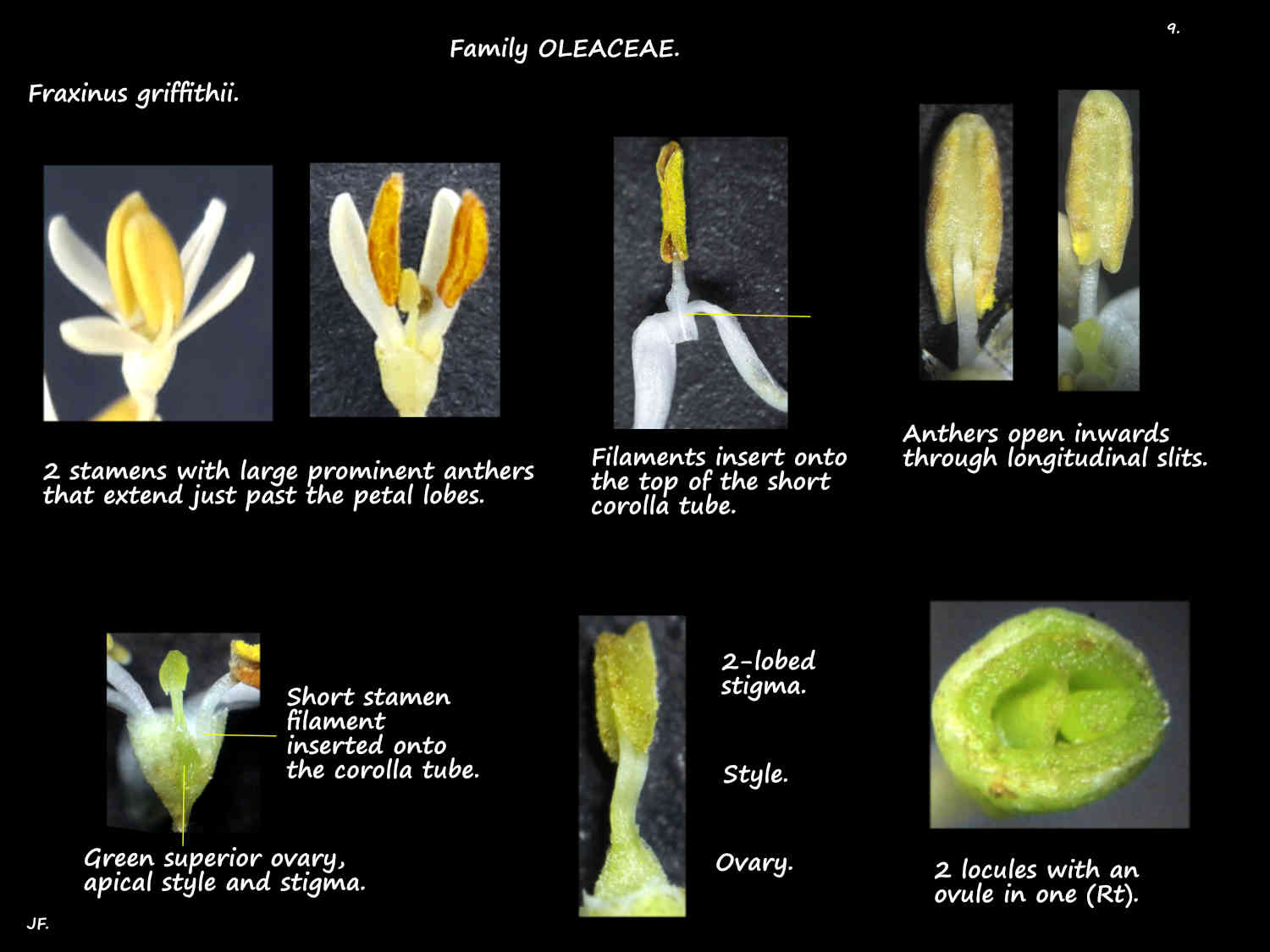 9 Fraxinus griffithii stamens, ovary & stigma