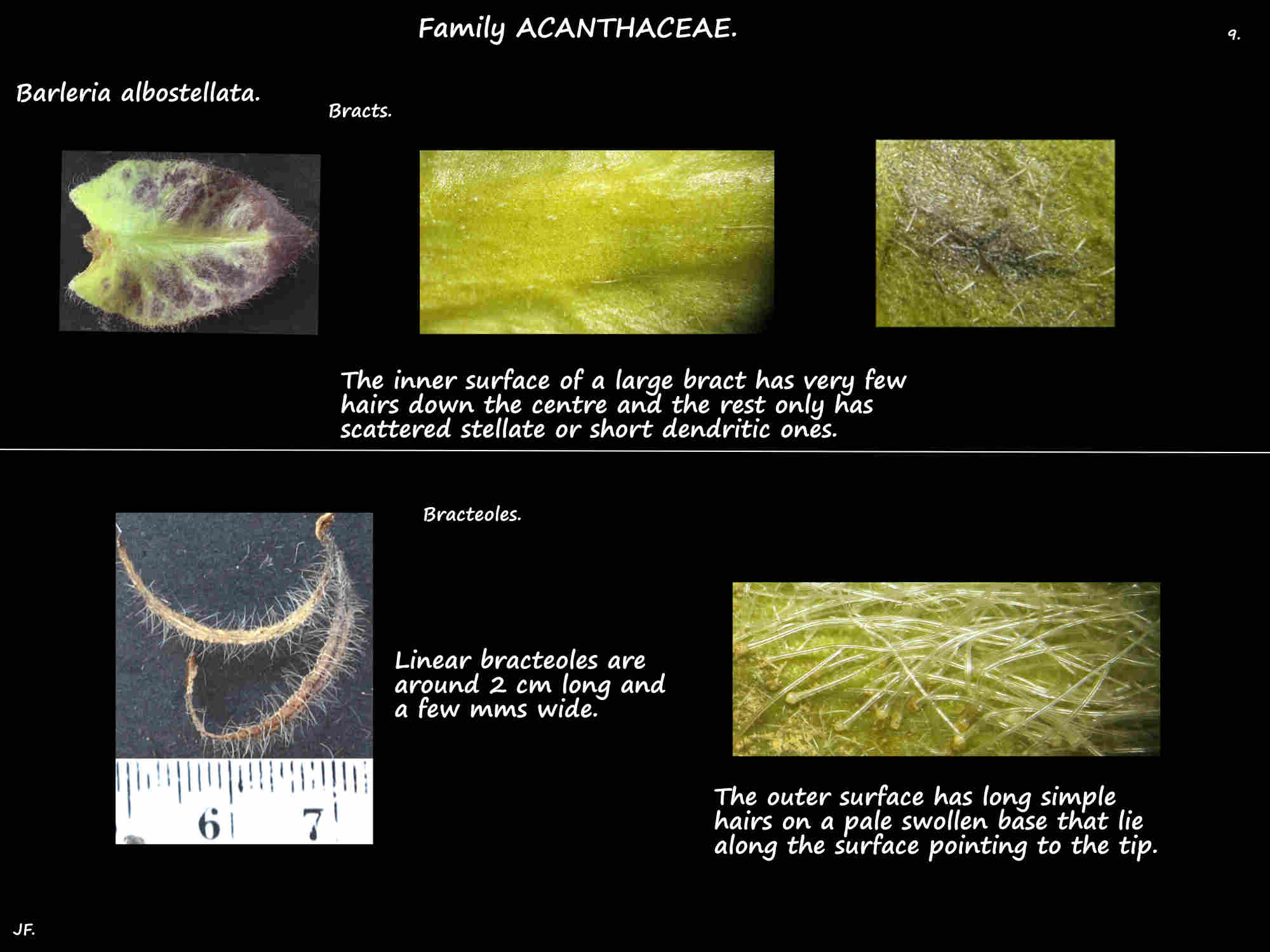9 Hairs on Barleria albostellata bracteoles