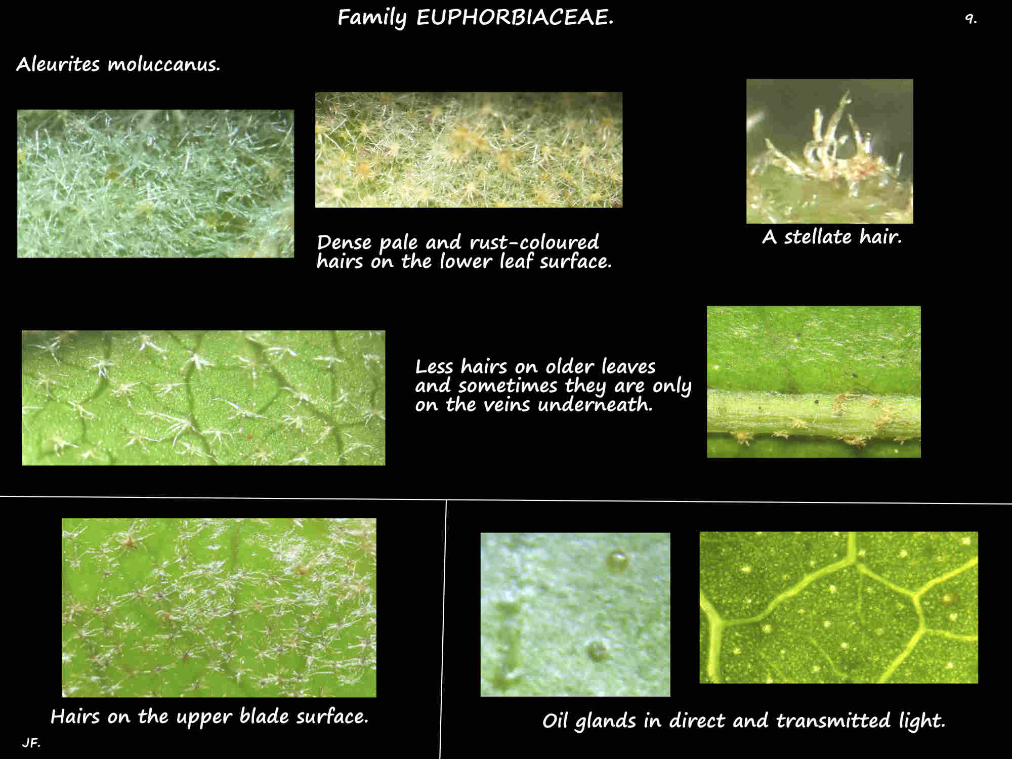 9 Hairs on Candlenut leaves