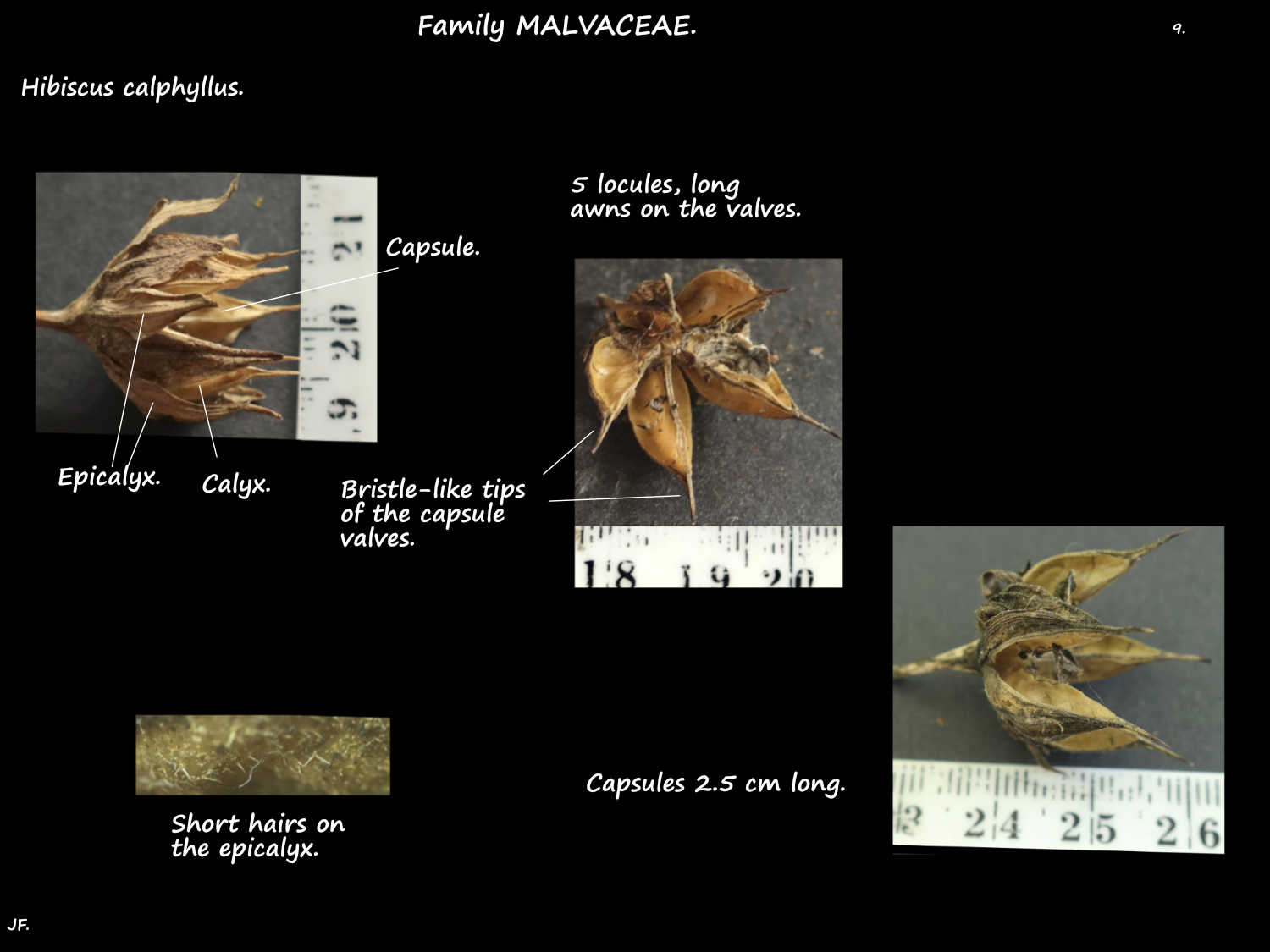9 Hibiscus calyphyllus capsules