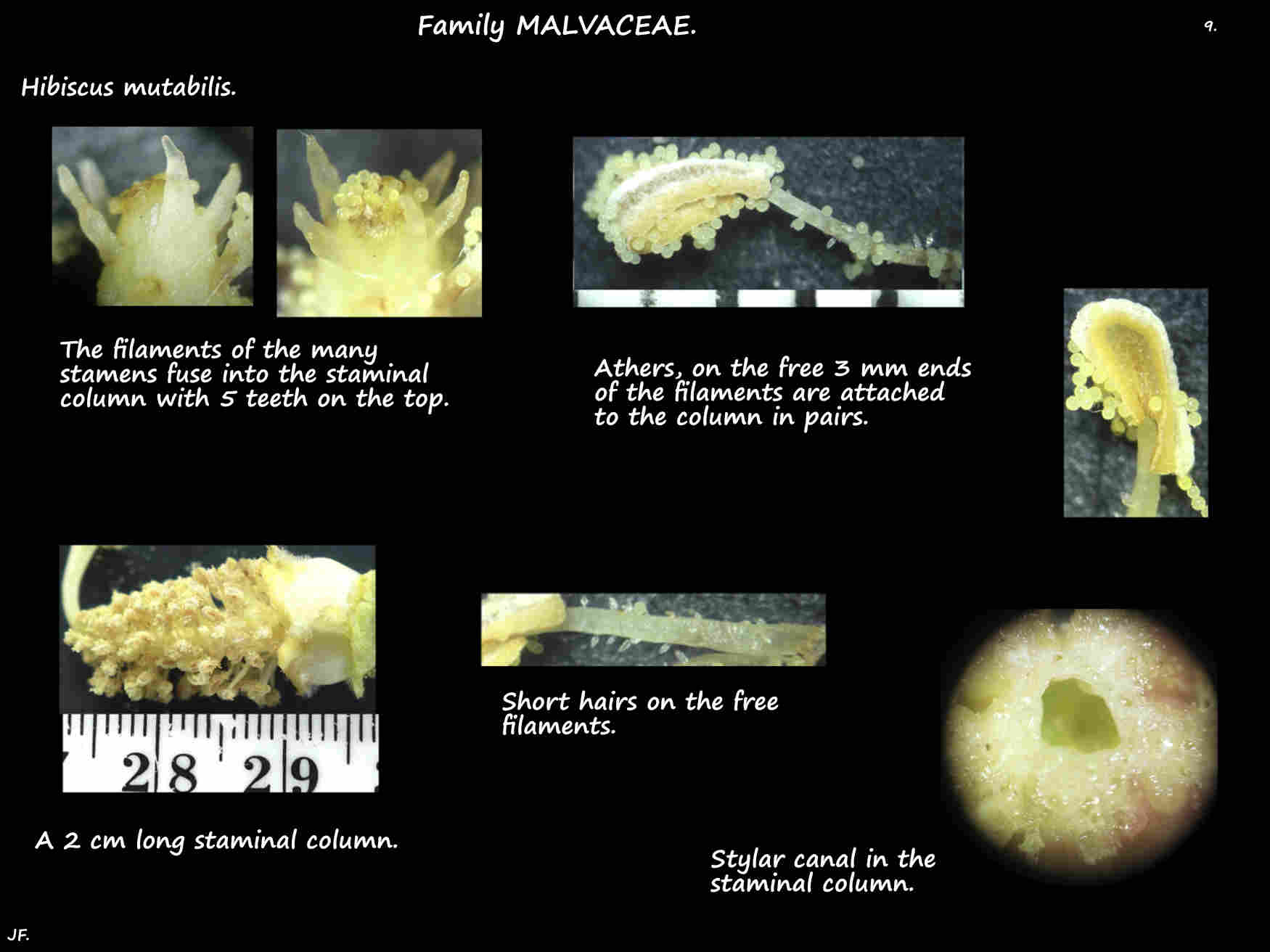 9 Hibiscus mutabilis staminal column