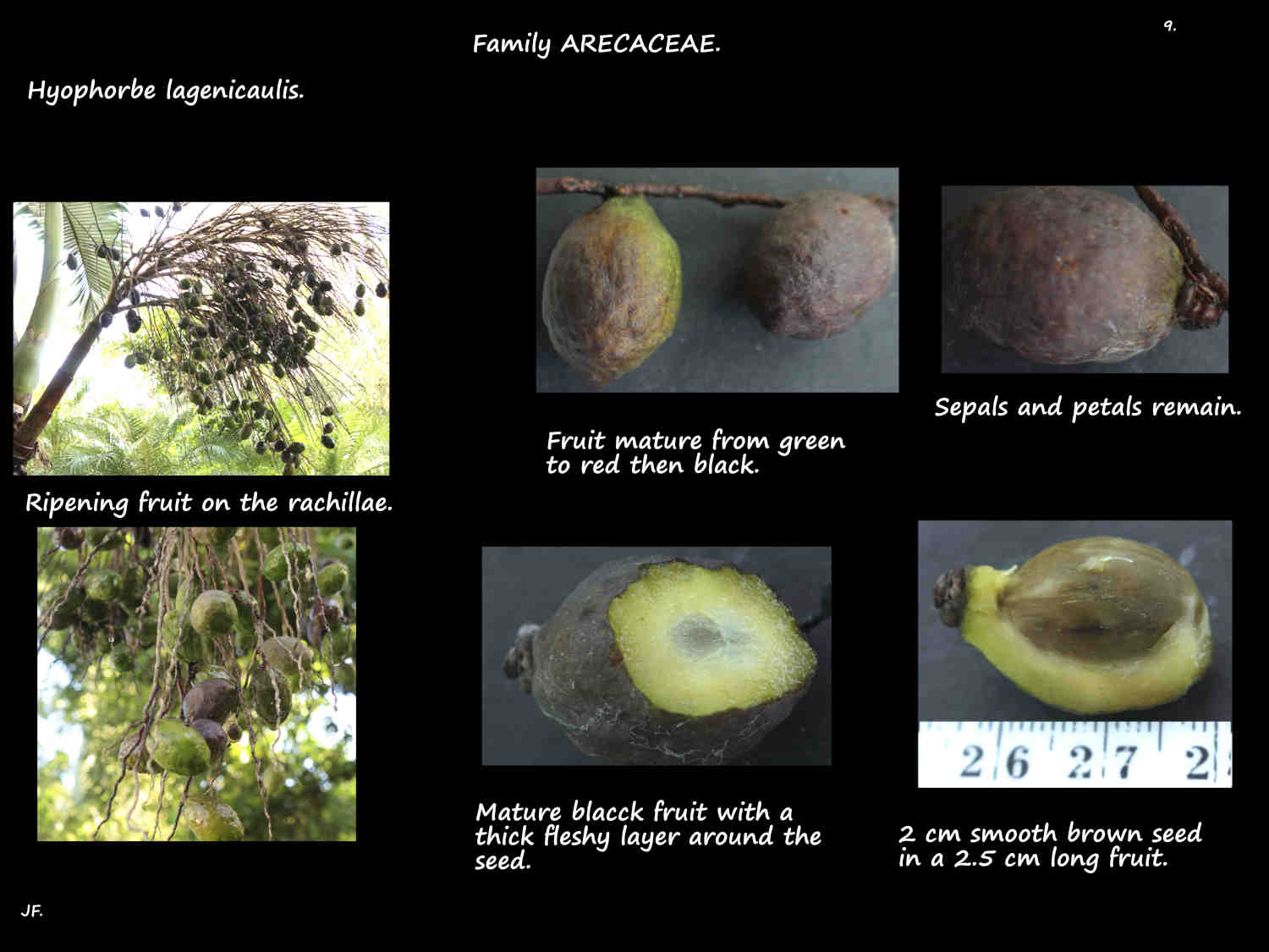9 Hyophorbe lagenicaulis fruit