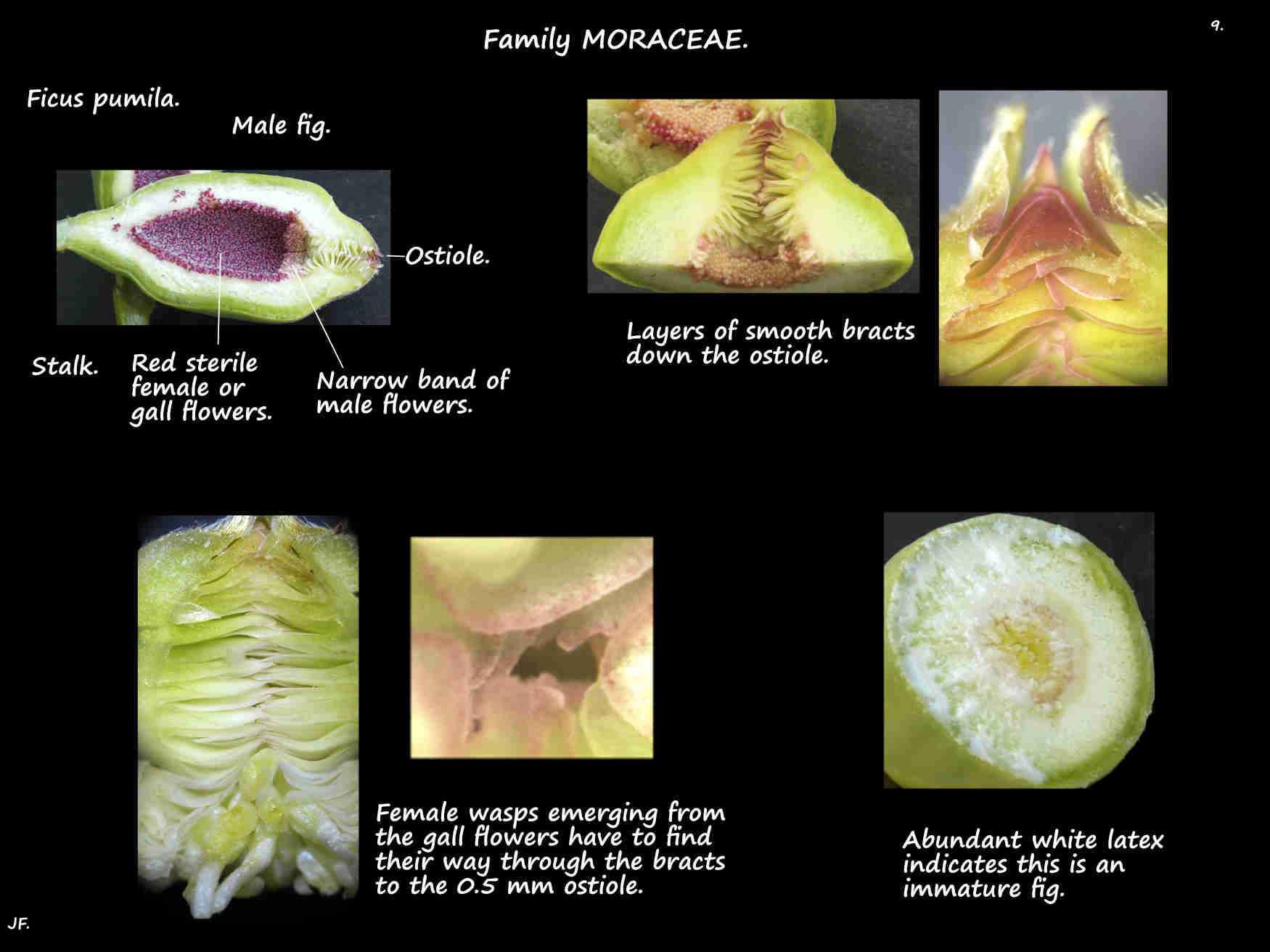 9 Immature male Ficus pumila fig