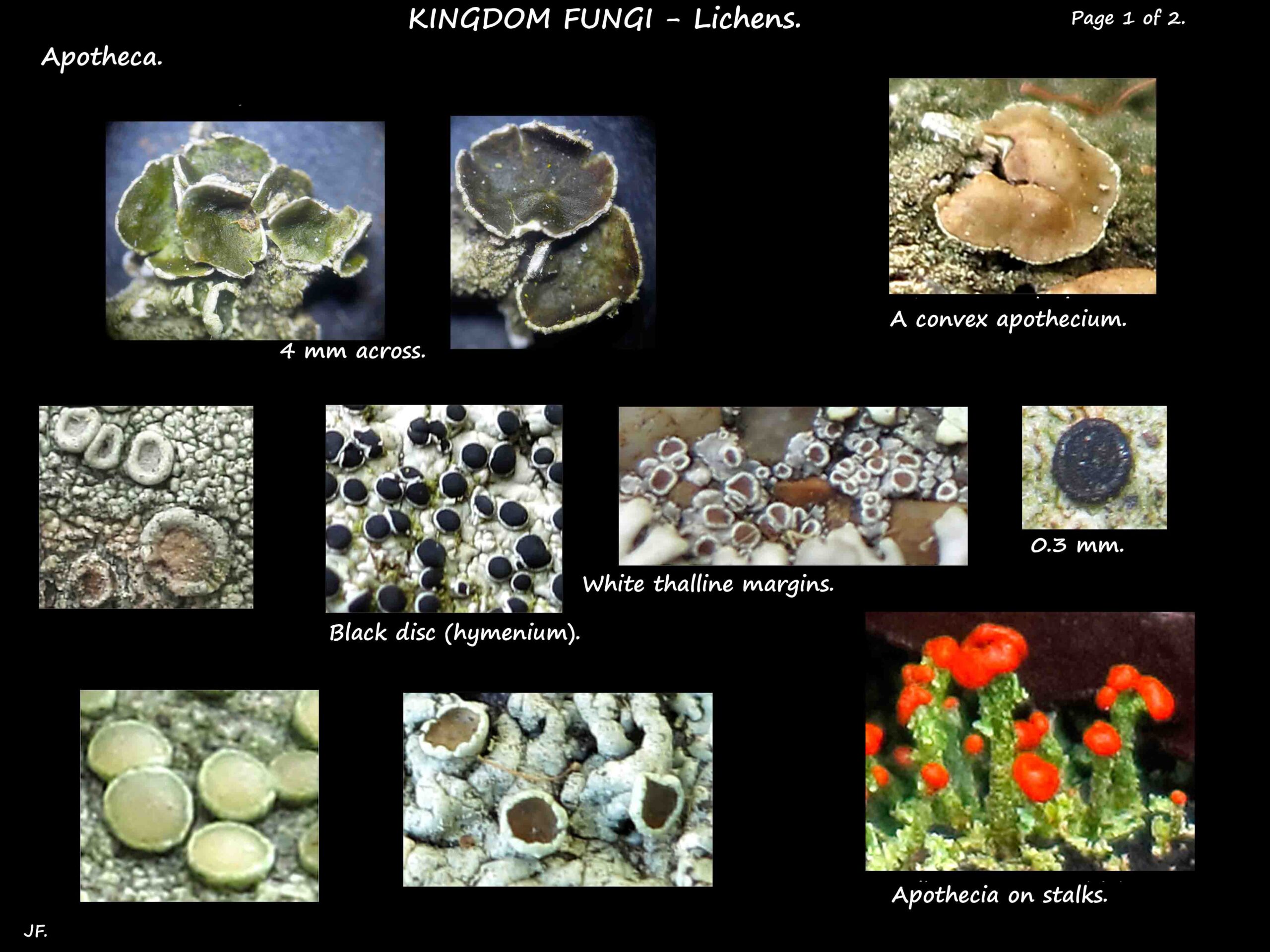 9 Types of lichen apotheca