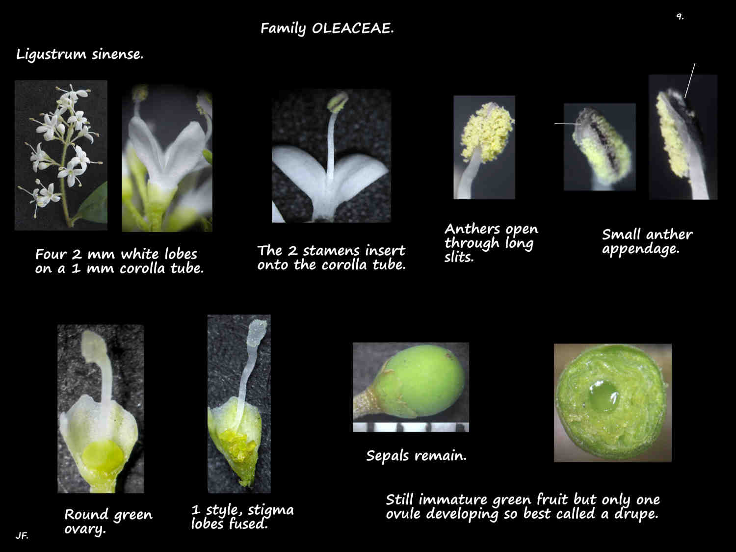 9 Ligustrum sinense petals, stamens & ovary