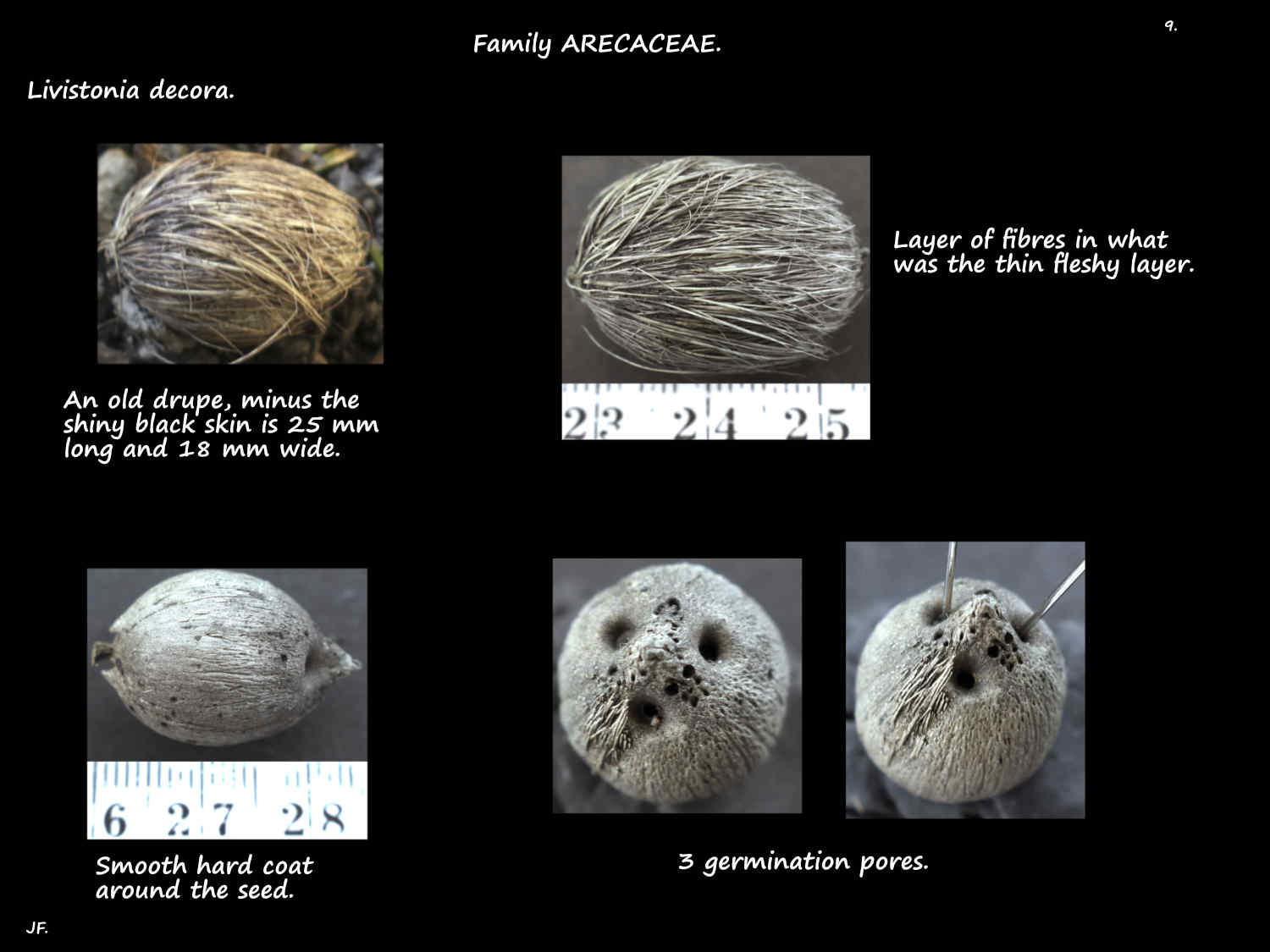 9 Livistonia decora fruit