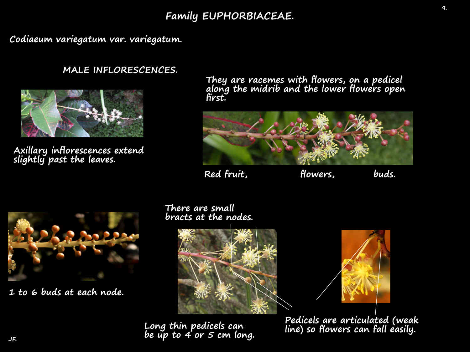 9 Male Codiaeum variegatum inflorescences