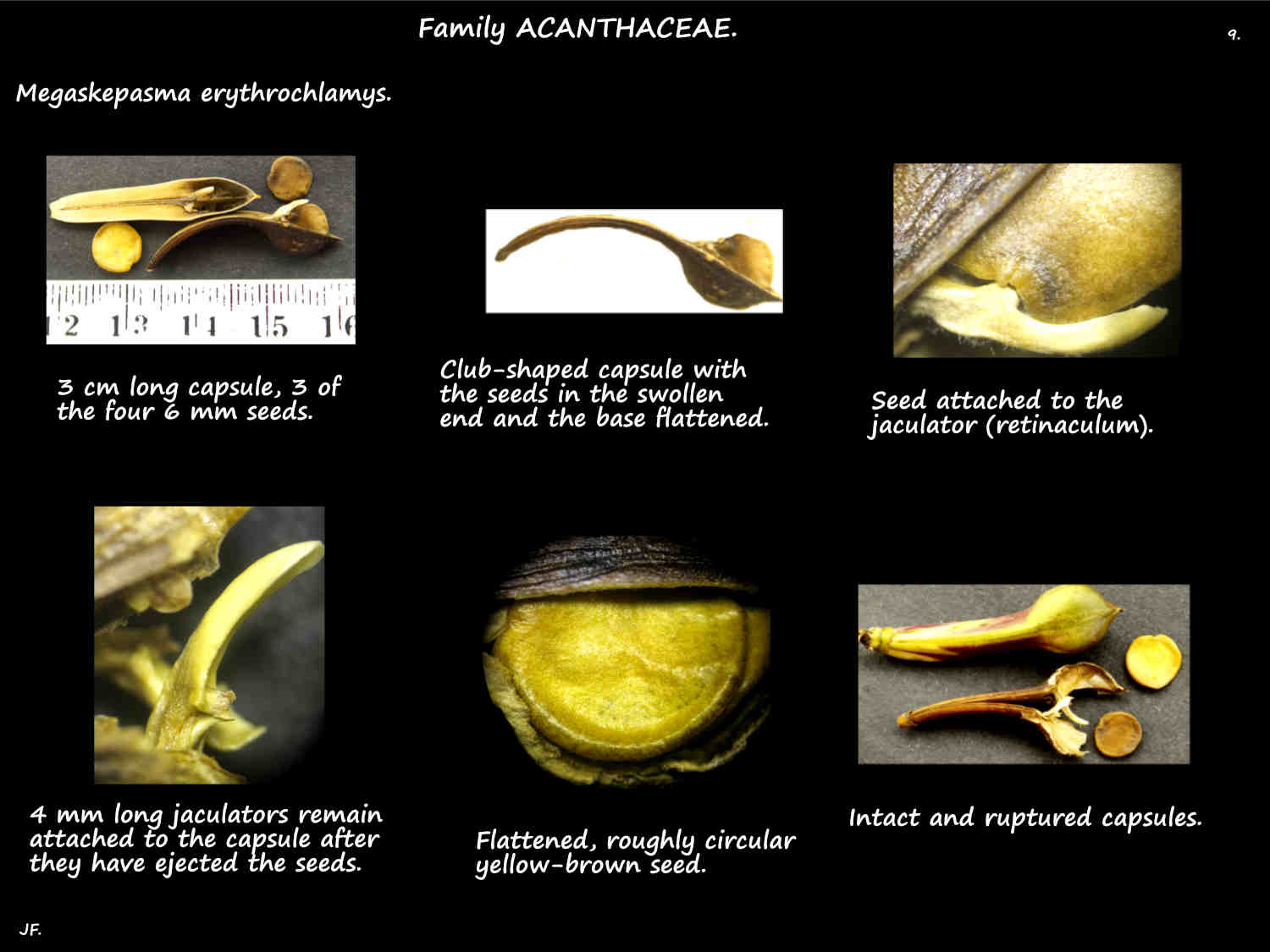 9 Megaskepasma jaculator & seed