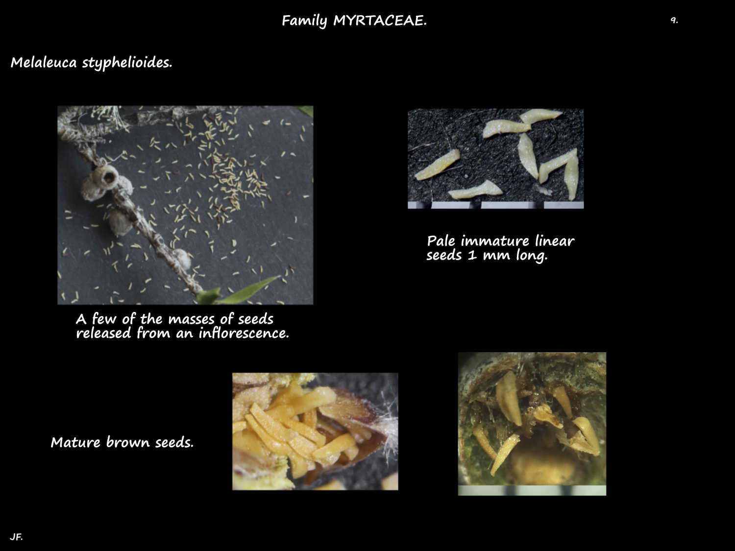 9 Melaleuca styphelioides seeds