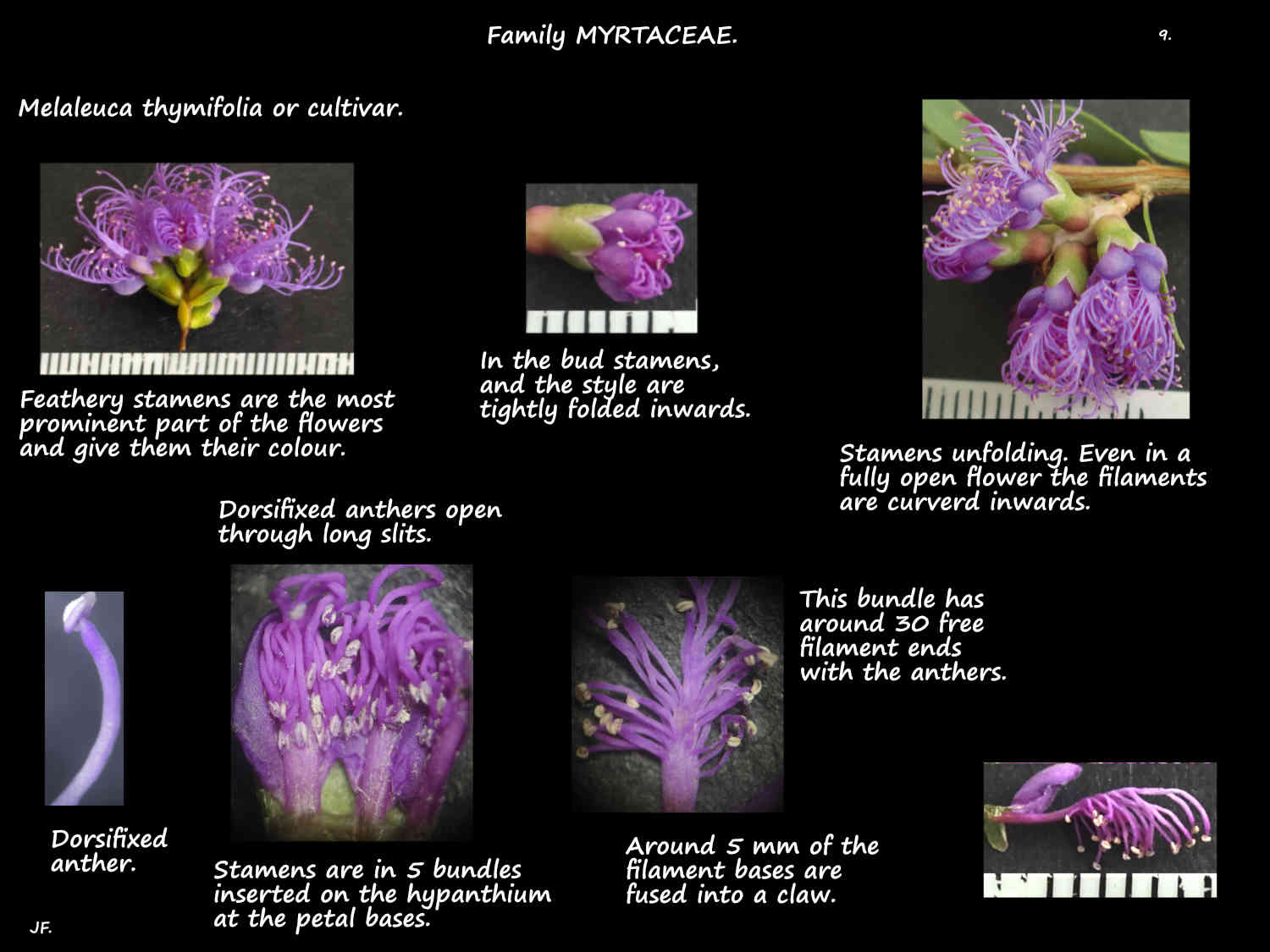 9 Melaleuca thymifolia stamens