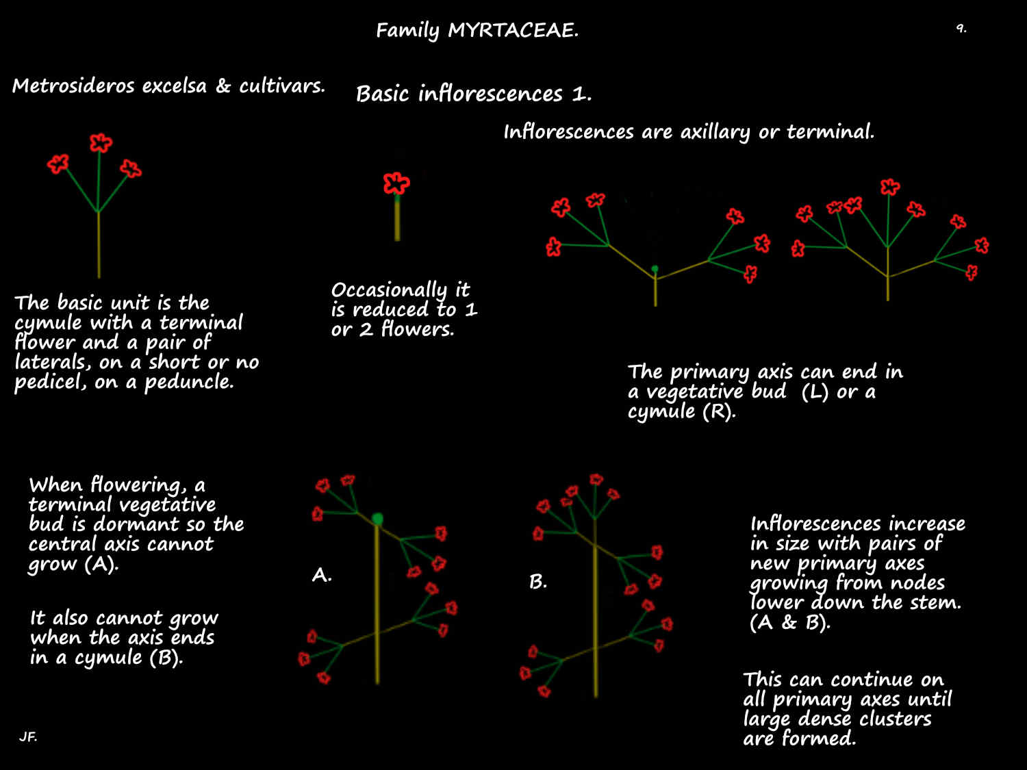 9 Metrosideros cymules