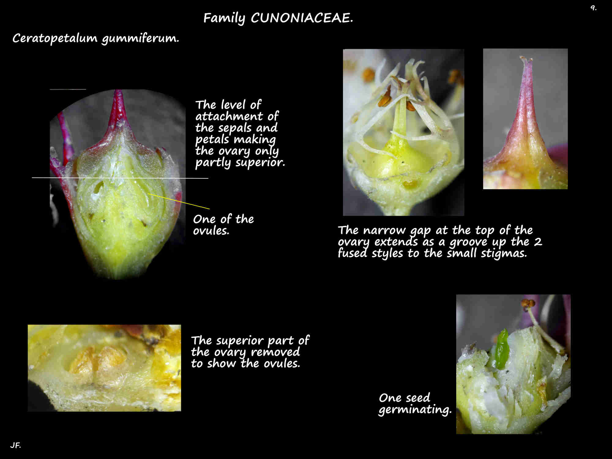 9 Ovary & styles of Ceratopetalum gummiferum