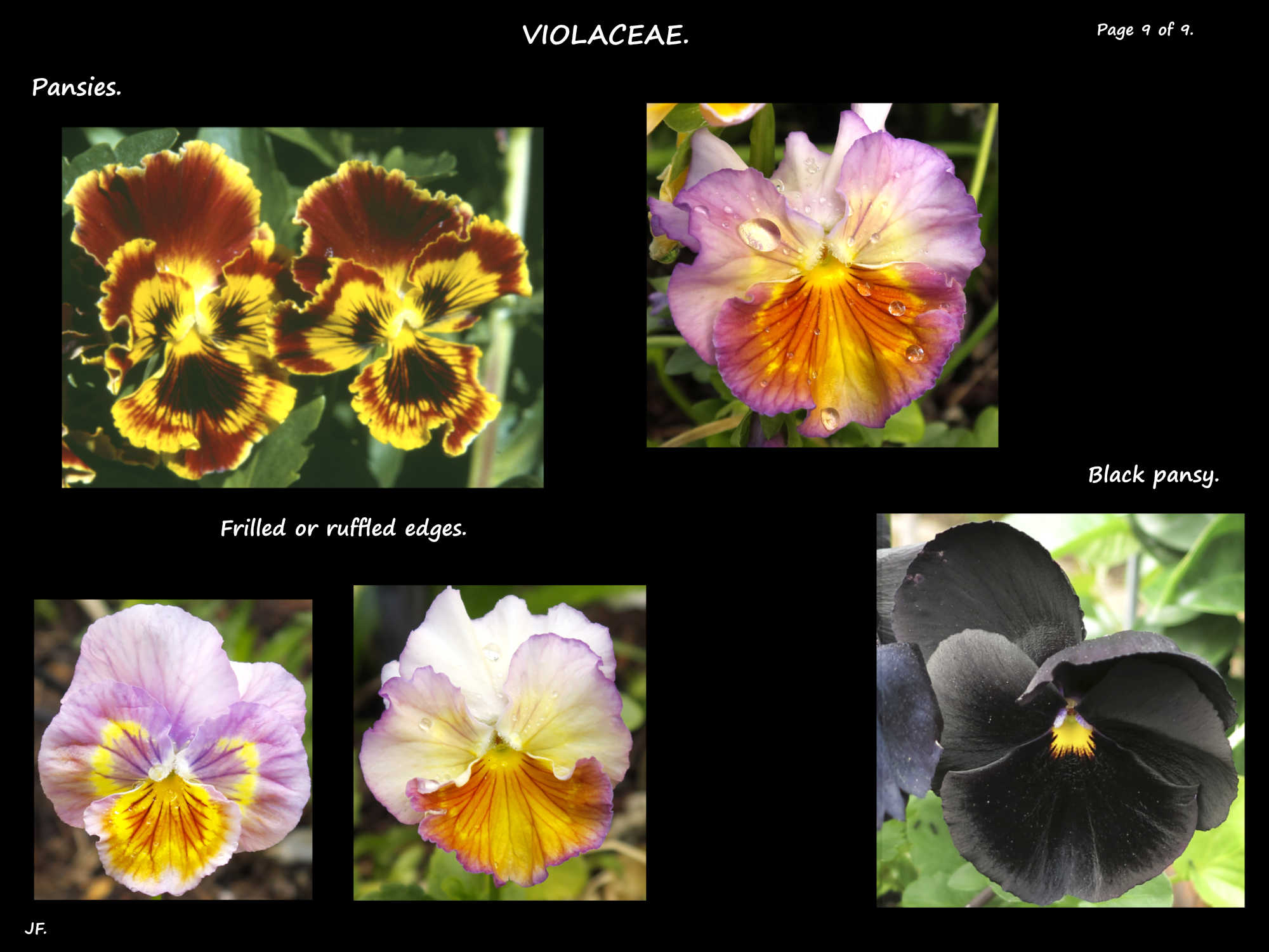 9 Pansies with frilled edges & a black one